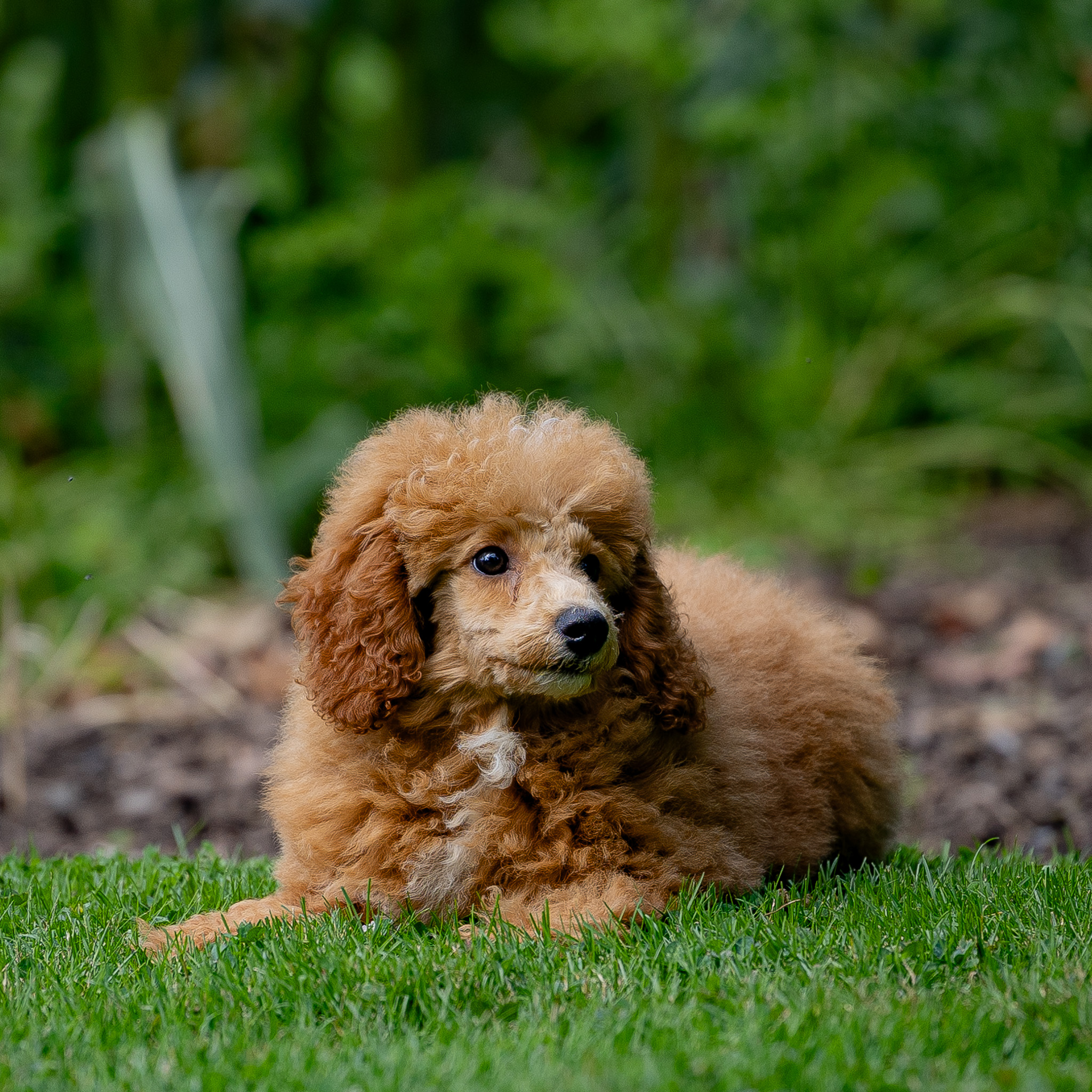 puppy, for, sale, Miniature Poodle, Steven  Fisher, dog, breeder, Morgantown, PA, dog-breeder, puppy-for-sale, forsale, nearby, find, puppyfind, locator, puppylocator, aca