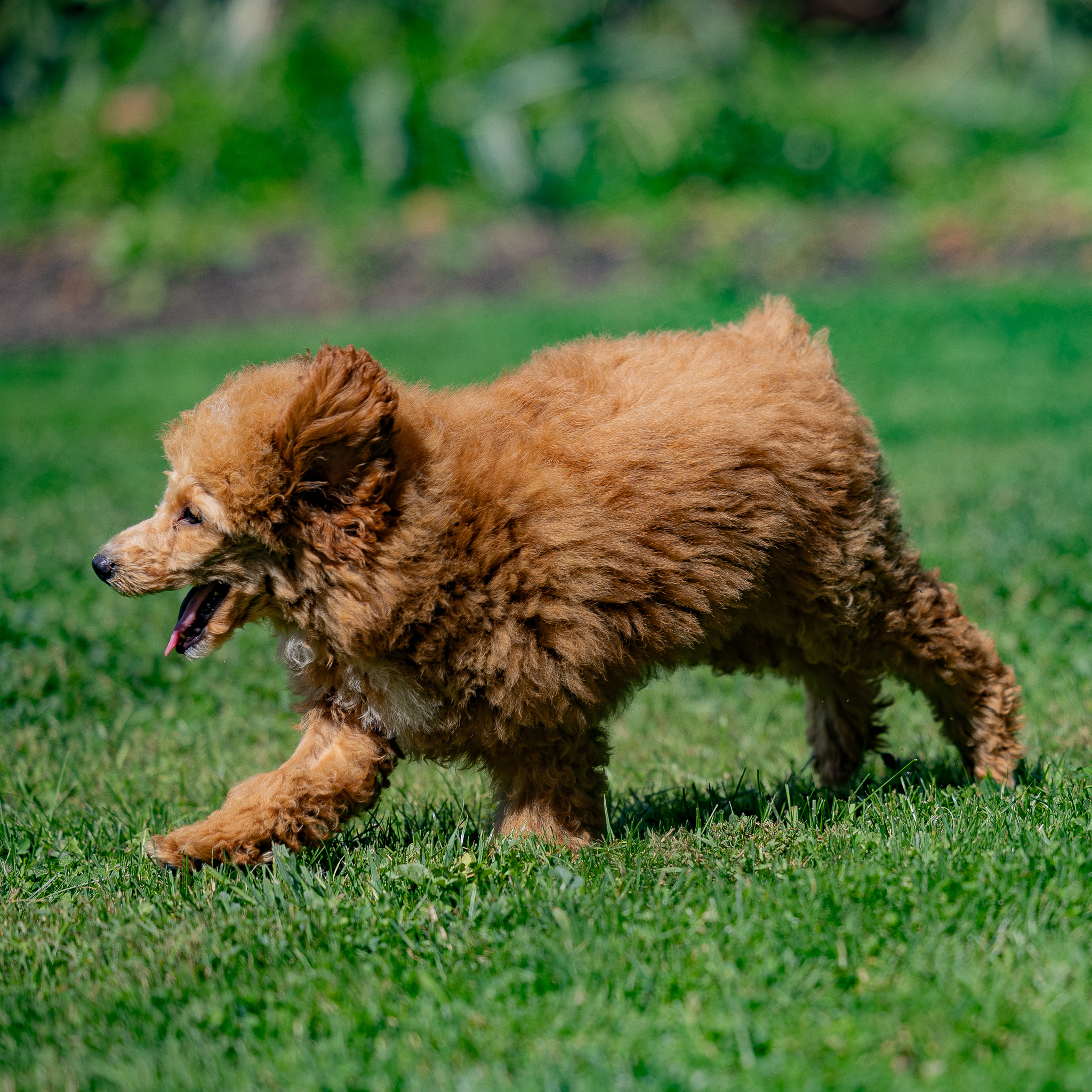 puppy, for, sale, Miniature Poodle, Steven  Fisher, dog, breeder, Morgantown, PA, dog-breeder, puppy-for-sale, forsale, nearby, find, puppyfind, locator, puppylocator, aca