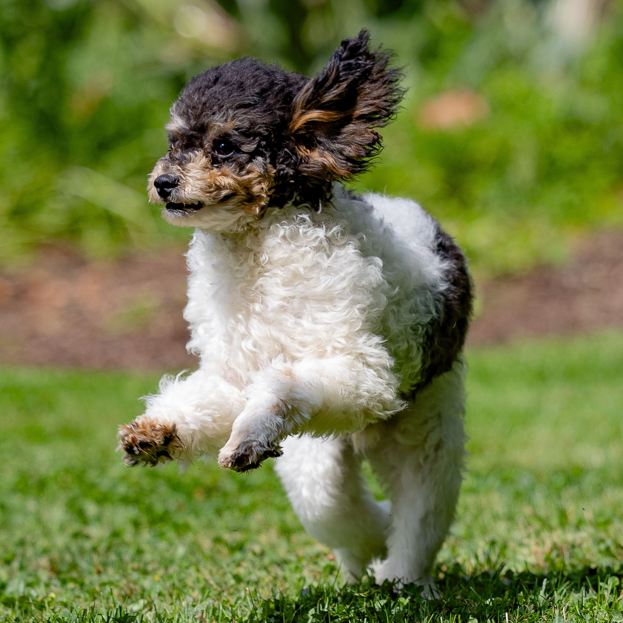 puppy, for, sale, Miniature Poodle, Steven  Fisher, dog, breeder, Morgantown, PA, dog-breeder, puppy-for-sale, forsale, nearby, find, puppyfind, locator, puppylocator, aca