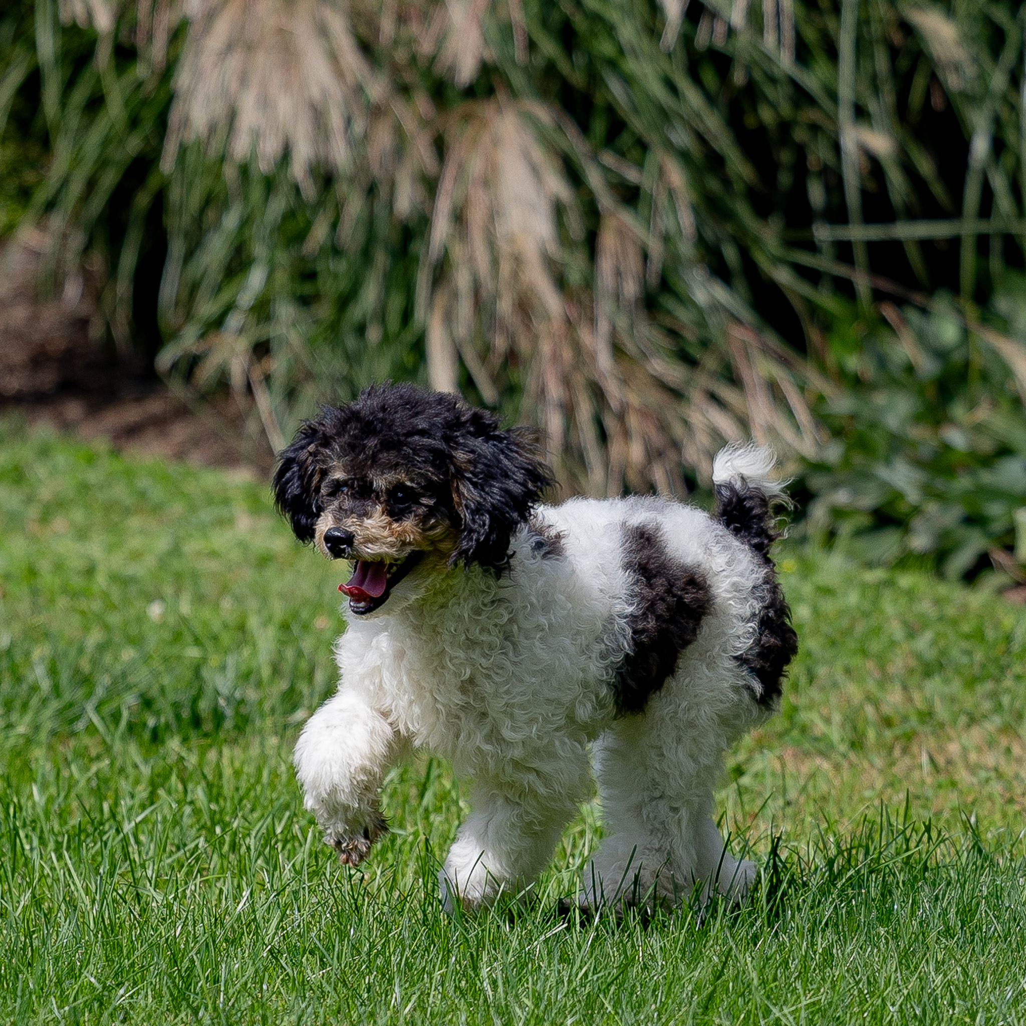 puppy, for, sale, Miniature Poodle, Steven  Fisher, dog, breeder, Morgantown, PA, dog-breeder, puppy-for-sale, forsale, nearby, find, puppyfind, locator, puppylocator, aca