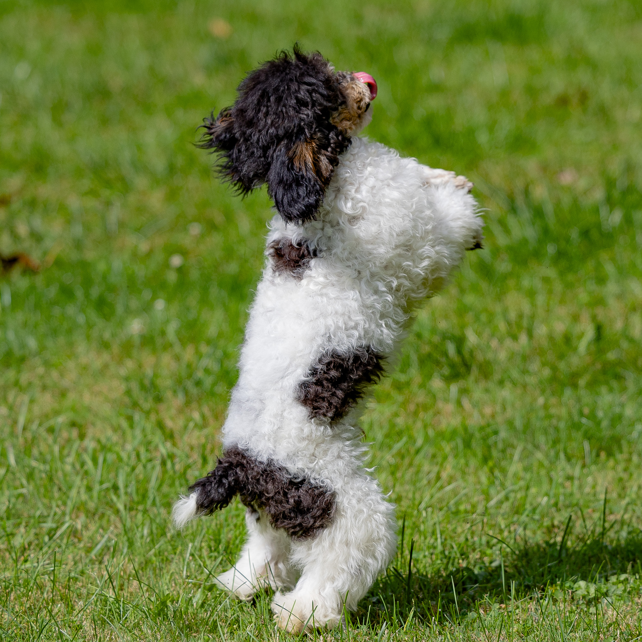 puppy, for, sale, Miniature Poodle, Steven  Fisher, dog, breeder, Morgantown, PA, dog-breeder, puppy-for-sale, forsale, nearby, find, puppyfind, locator, puppylocator, aca