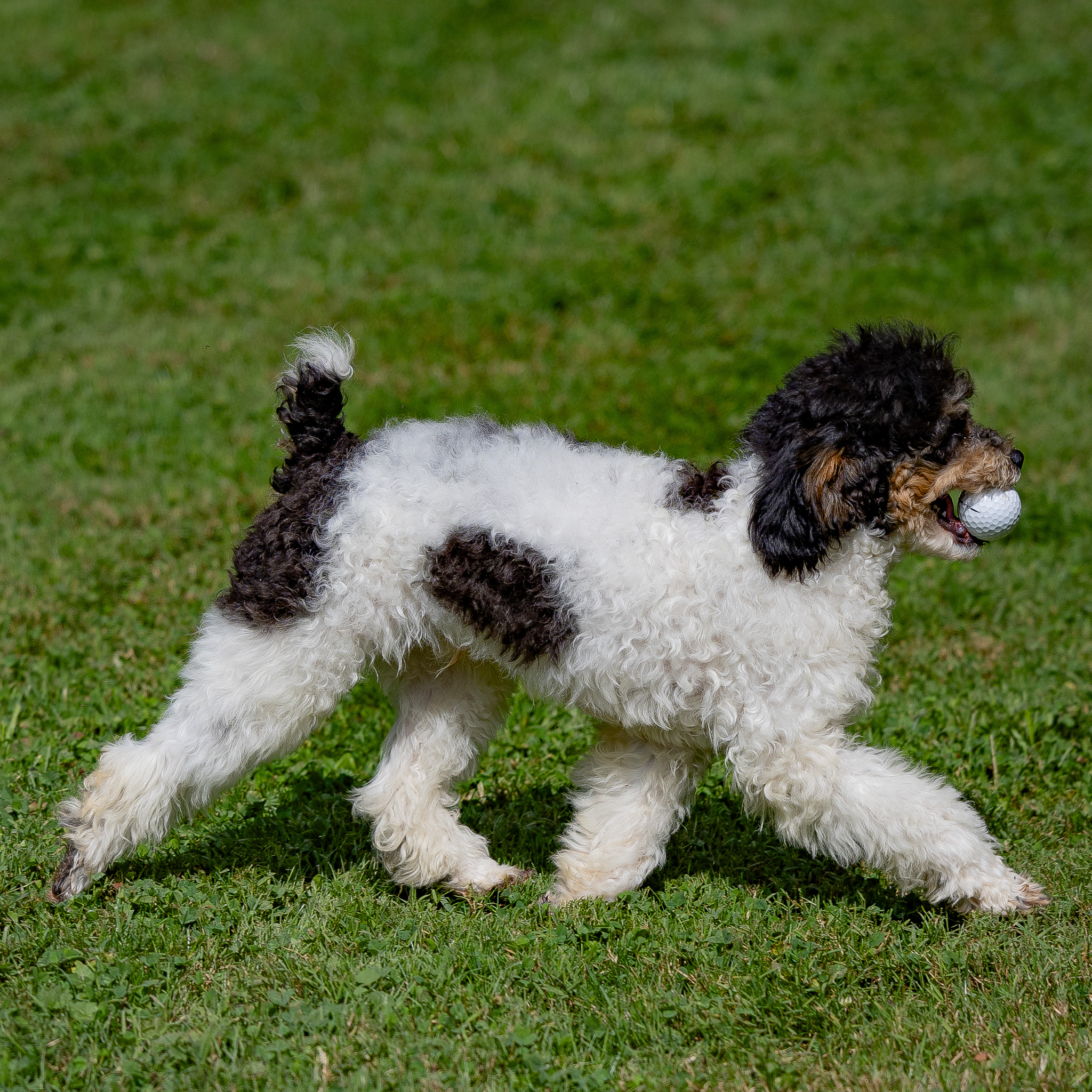 puppy, for, sale, Miniature Poodle, Steven  Fisher, dog, breeder, Morgantown, PA, dog-breeder, puppy-for-sale, forsale, nearby, find, puppyfind, locator, puppylocator, aca