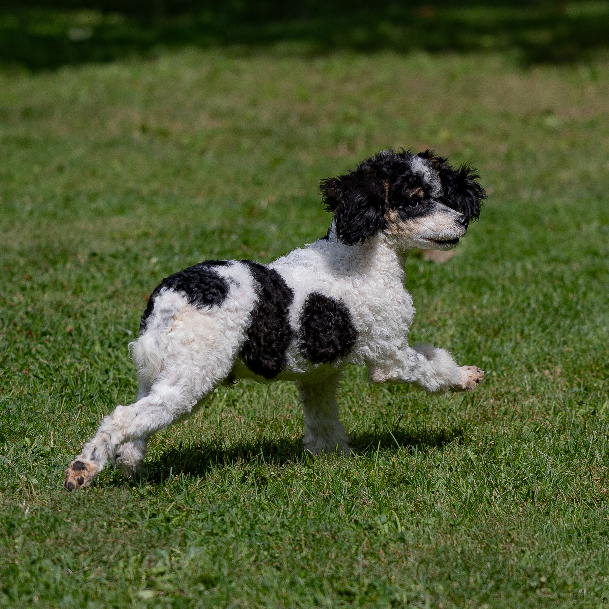 puppy, for, sale, Miniature Poodle, Steven  Fisher, dog, breeder, Morgantown, PA, dog-breeder, puppy-for-sale, forsale, nearby, find, puppyfind, locator, puppylocator, aca