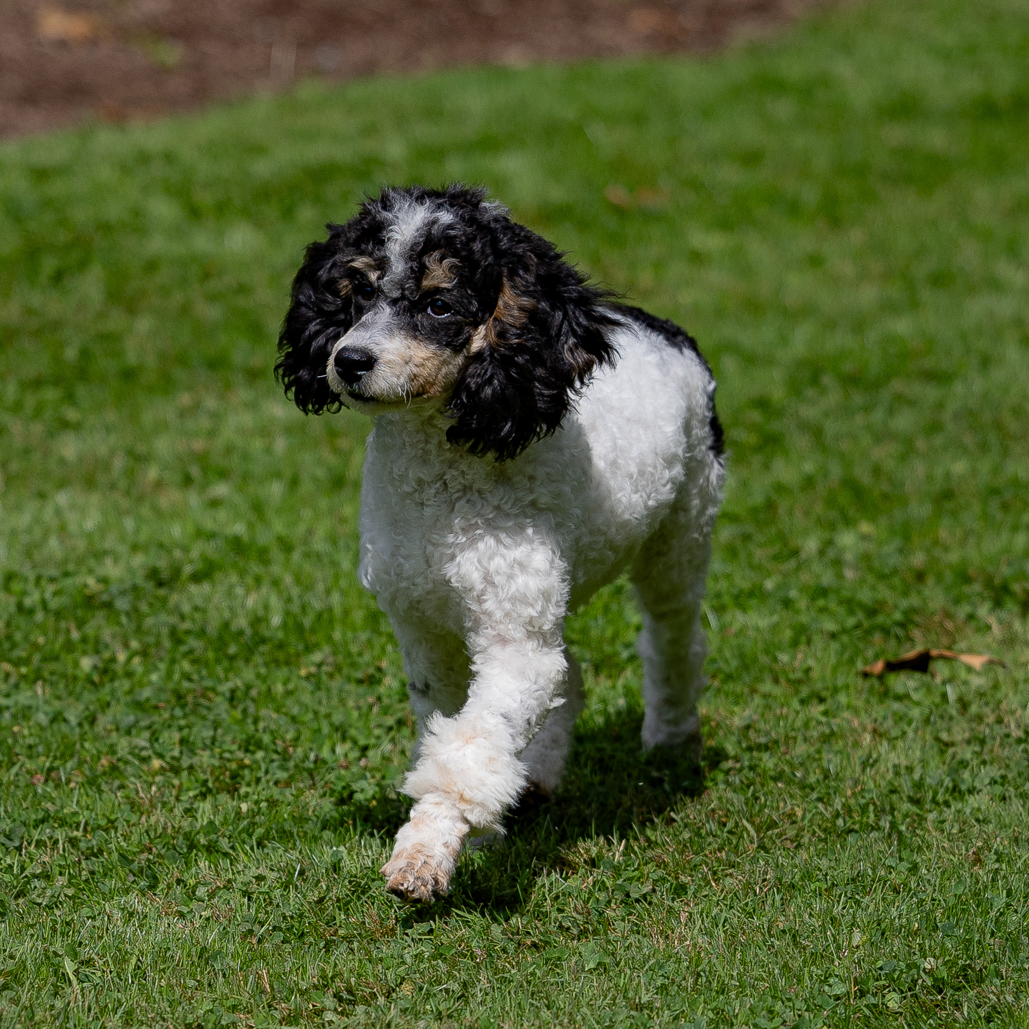 puppy, for, sale, Miniature Poodle, Steven  Fisher, dog, breeder, Morgantown, PA, dog-breeder, puppy-for-sale, forsale, nearby, find, puppyfind, locator, puppylocator, aca