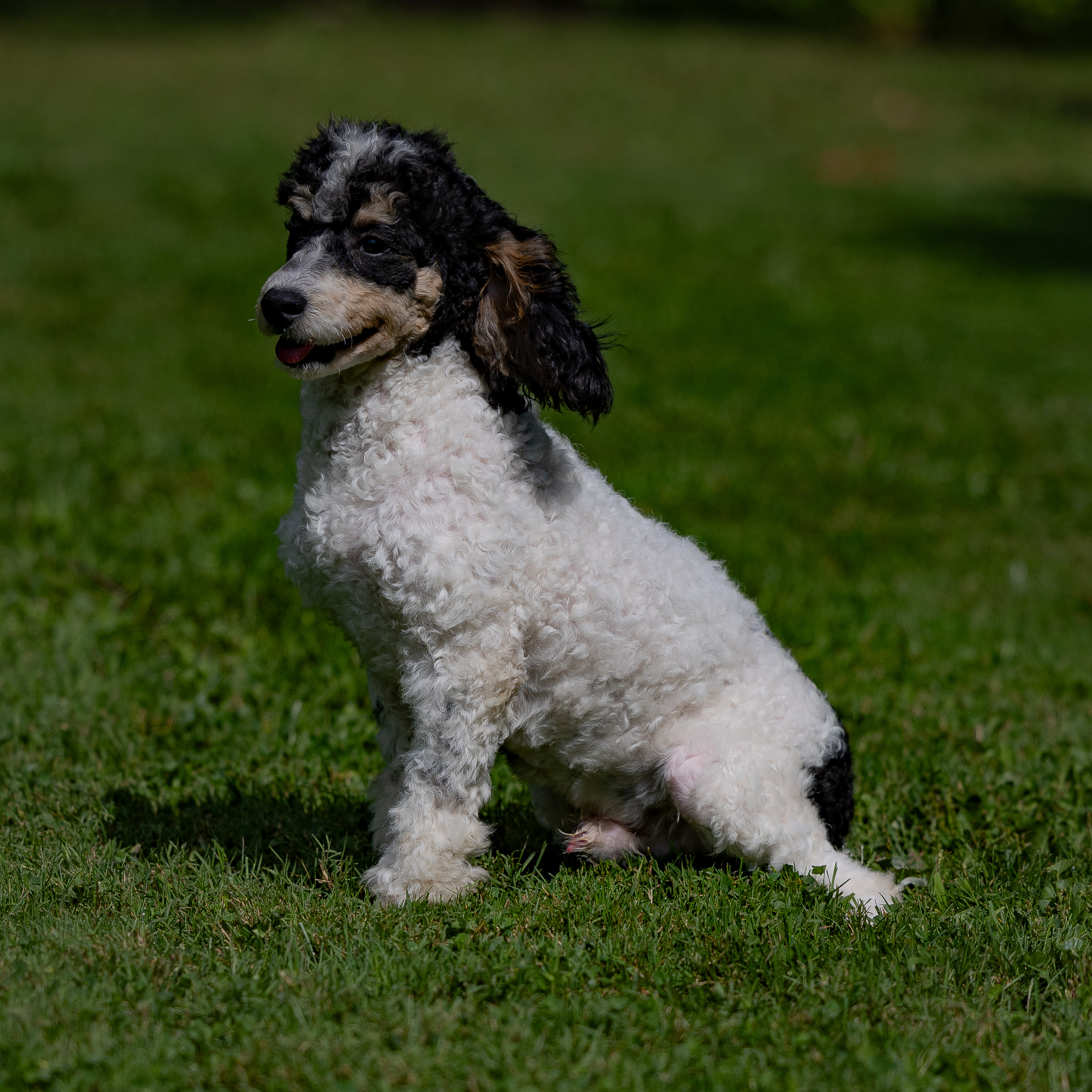 puppy, for, sale, Miniature Poodle, Steven  Fisher, dog, breeder, Morgantown, PA, dog-breeder, puppy-for-sale, forsale, nearby, find, puppyfind, locator, puppylocator, aca