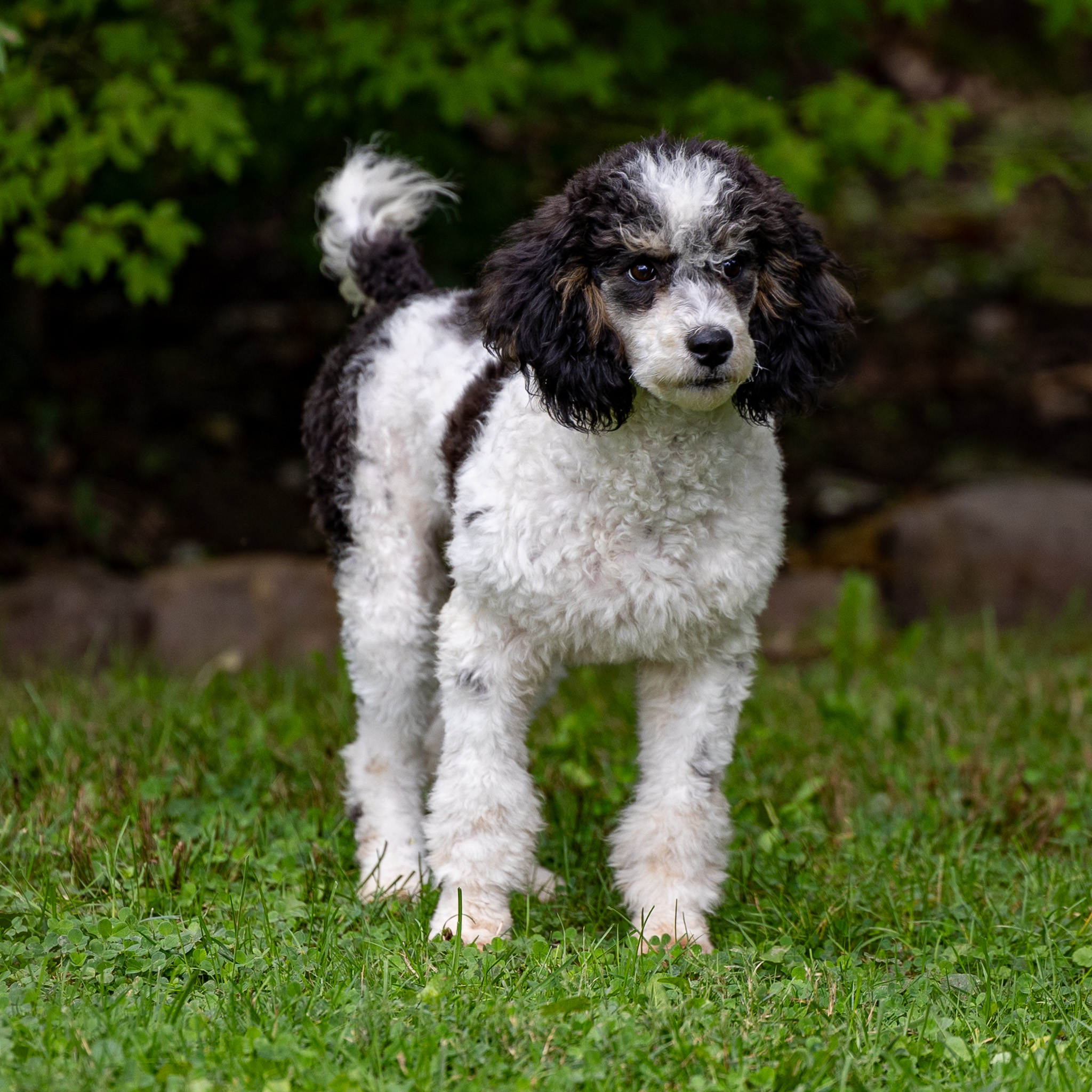 puppy, for, sale, Miniature Poodle, Steven  Fisher, dog, breeder, Morgantown, PA, dog-breeder, puppy-for-sale, forsale, nearby, find, puppyfind, locator, puppylocator, aca