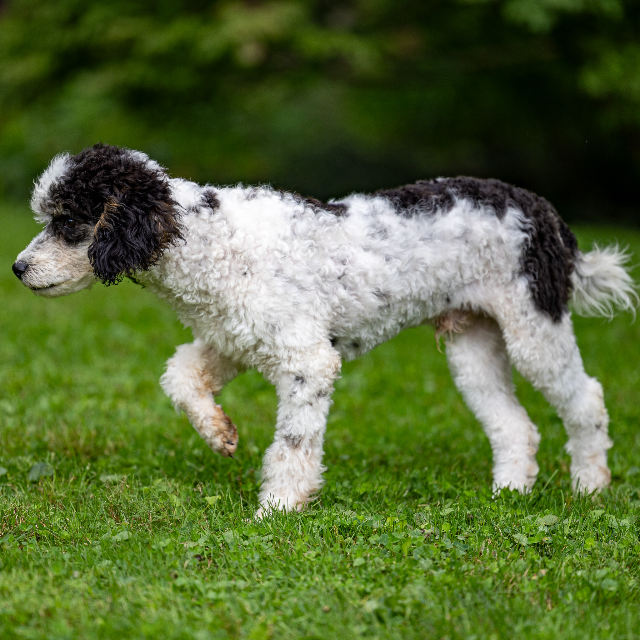 puppy, for, sale, Miniature Poodle, Steven  Fisher, dog, breeder, Morgantown, PA, dog-breeder, puppy-for-sale, forsale, nearby, find, puppyfind, locator, puppylocator, aca