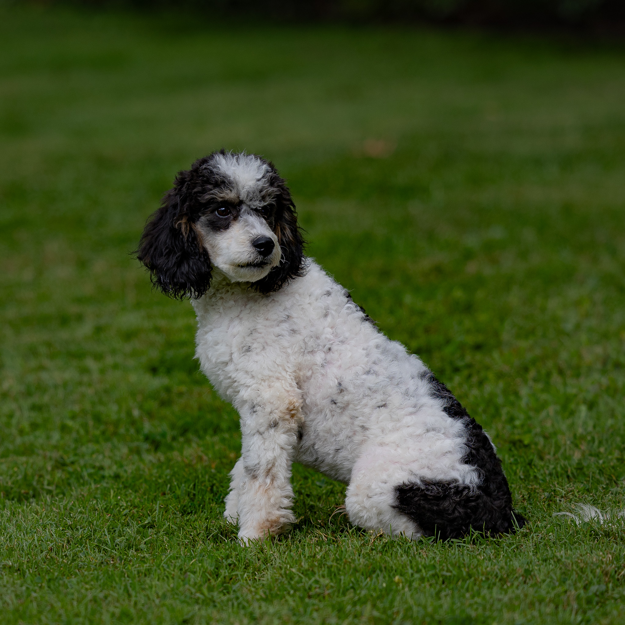 puppy, for, sale, Miniature Poodle, Steven  Fisher, dog, breeder, Morgantown, PA, dog-breeder, puppy-for-sale, forsale, nearby, find, puppyfind, locator, puppylocator, aca