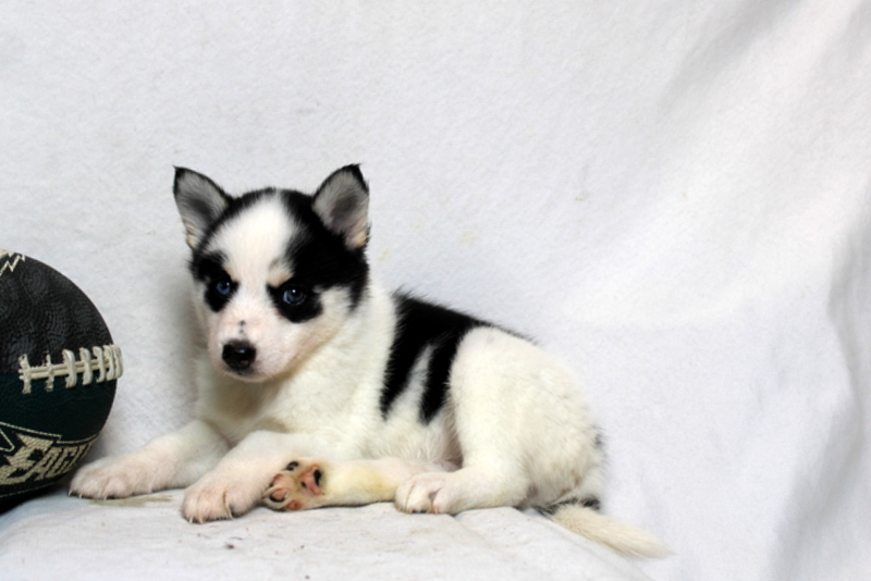 puppy, for, sale, Pomsky, Matthew B. Stoltzfus, dog, breeder, Gap, PA, dog-breeder, puppy-for-sale, forsale, nearby, find, puppyfind, locator, puppylocator, aca