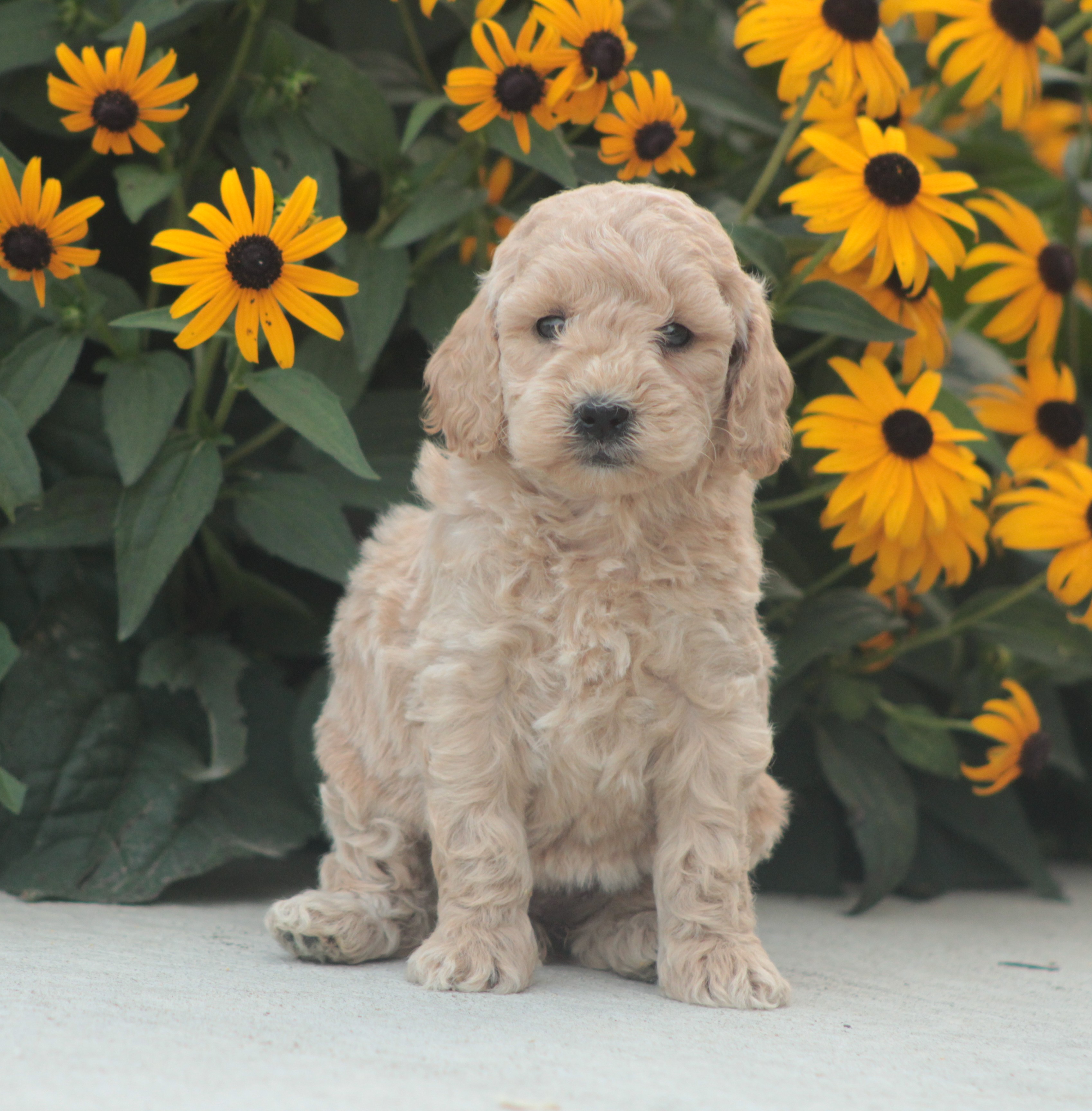 puppy, for, sale, Goldendoodle, Jeffrey H.  Newswanger, dog, breeder, Newmanstown, PA, dog-breeder, puppy-for-sale, forsale, nearby, find, puppyfind, locator, puppylocator, aca