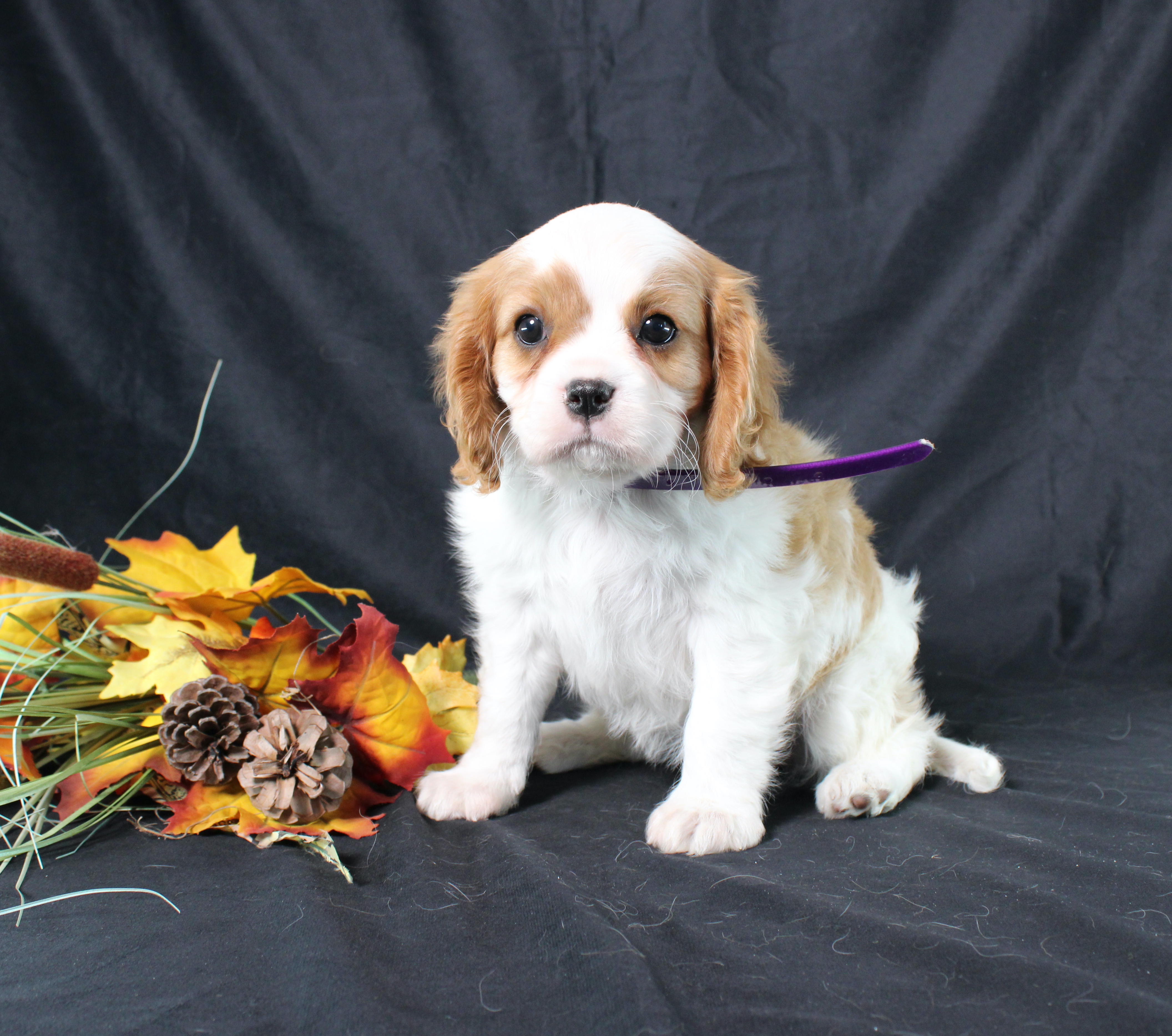 puppy, for, sale, Cavalier King Charles Spaniel, Ivan J. Stoltzfus, dog, breeder, Dornsife, PA, dog-breeder, puppy-for-sale, forsale, nearby, find, puppyfind, locator, puppylocator, aca