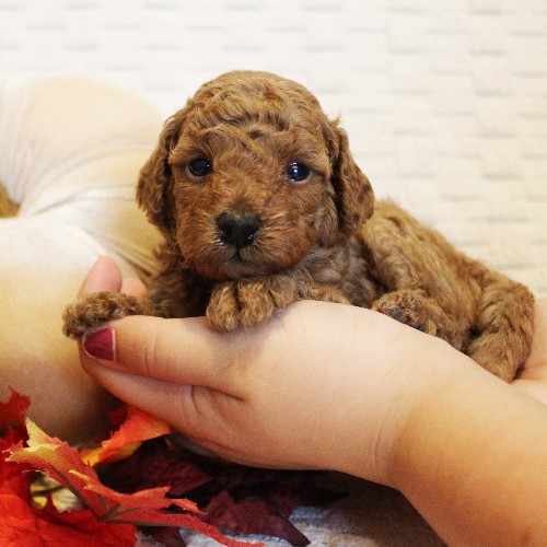 puppy, for, sale, Toy Poodle, Melvin  Fisher, dog, breeder, Coatesville, PA, dog-breeder, puppy-for-sale, forsale, nearby, find, puppyfind, locator, puppylocator, aca
