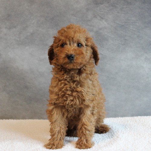 puppy, for, sale, Toy Poodle, Melvin  Fisher, dog, breeder, Coatesville, PA, dog-breeder, puppy-for-sale, forsale, nearby, find, puppyfind, locator, puppylocator, aca