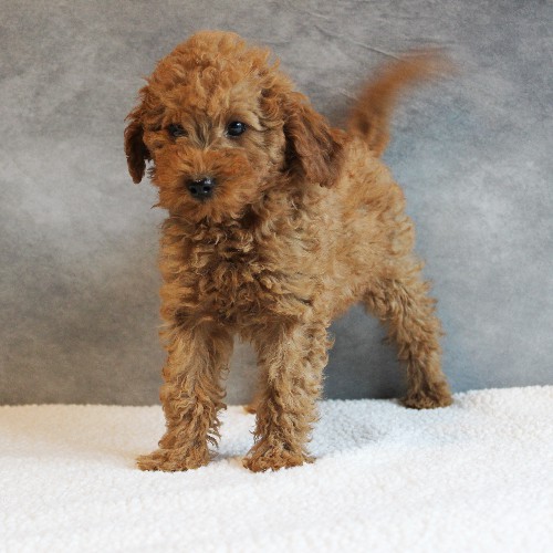 puppy, for, sale, Toy Poodle, Melvin  Fisher, dog, breeder, Coatesville, PA, dog-breeder, puppy-for-sale, forsale, nearby, find, puppyfind, locator, puppylocator, aca