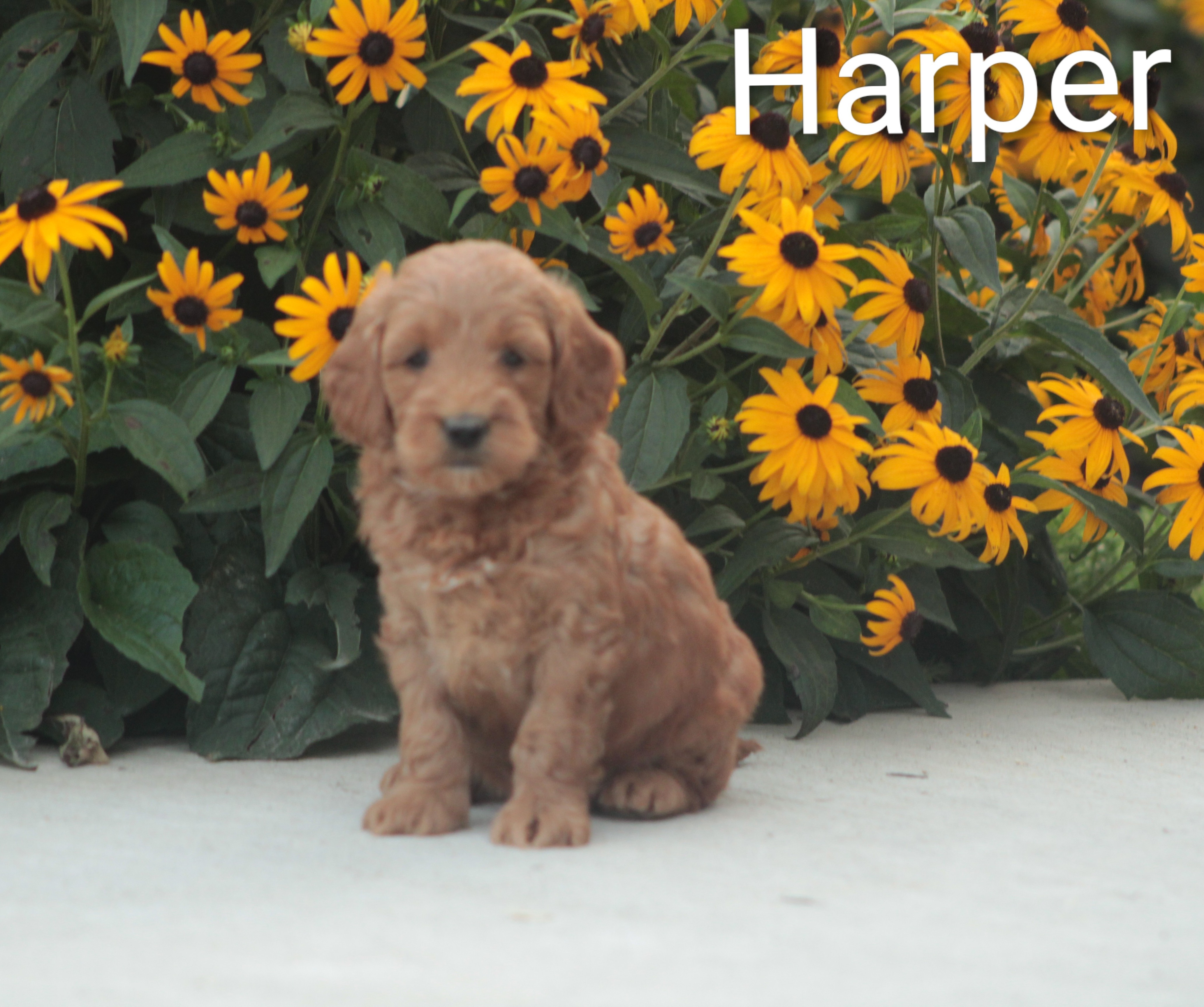 puppy, for, sale, Goldendoodle, Jeffrey H.  Newswanger, dog, breeder, Newmanstown, PA, dog-breeder, puppy-for-sale, forsale, nearby, find, puppyfind, locator, puppylocator, aca
