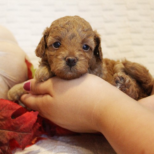 puppy, for, sale, Toy Poodle, Melvin  Fisher, dog, breeder, Coatesville, PA, dog-breeder, puppy-for-sale, forsale, nearby, find, puppyfind, locator, puppylocator, aca