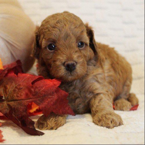 puppy, for, sale, Toy Poodle, Melvin  Fisher, dog, breeder, Coatesville, PA, dog-breeder, puppy-for-sale, forsale, nearby, find, puppyfind, locator, puppylocator, aca