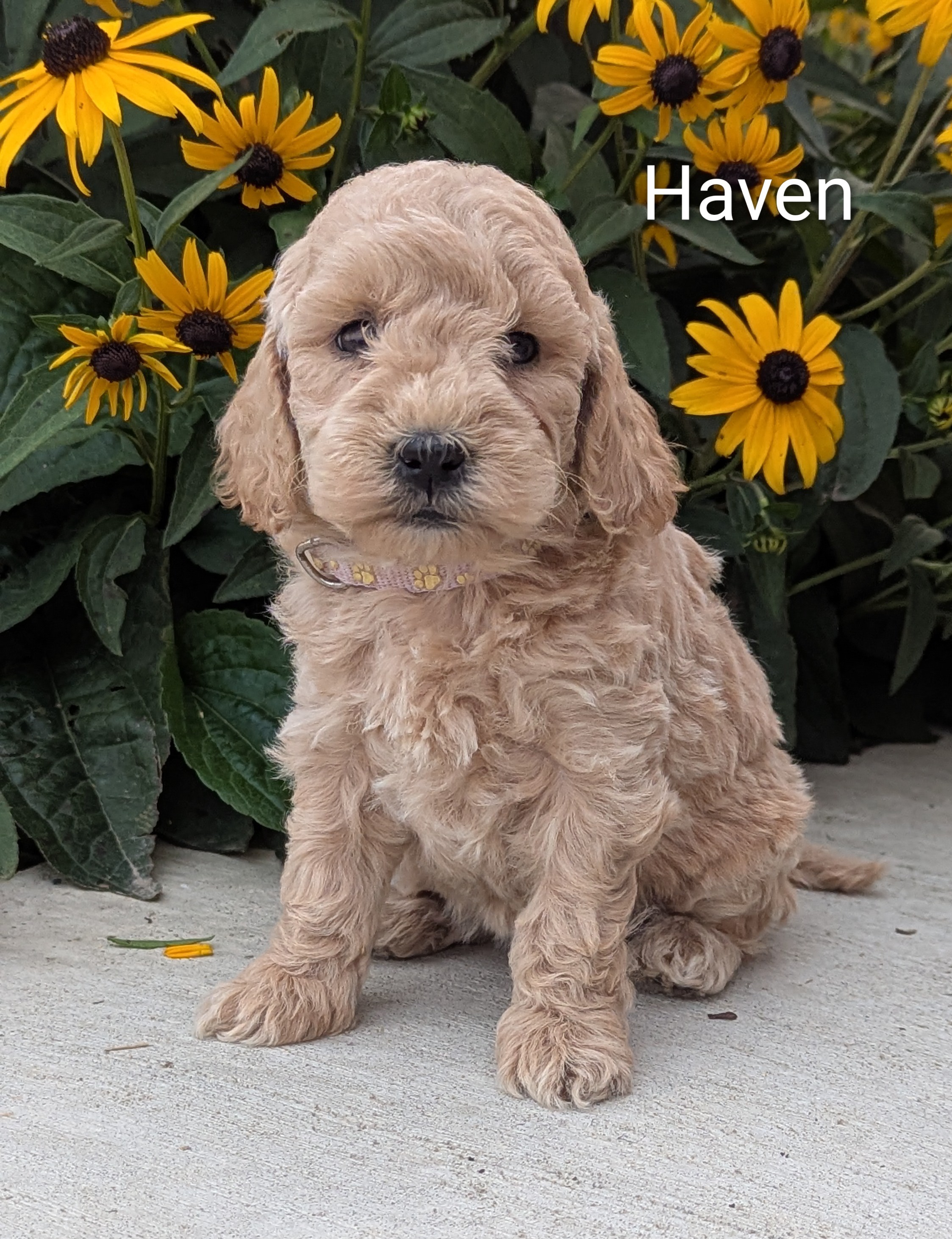 puppy, for, sale, Goldendoodle, Jeffrey H.  Newswanger, dog, breeder, Newmanstown, PA, dog-breeder, puppy-for-sale, forsale, nearby, find, puppyfind, locator, puppylocator, aca