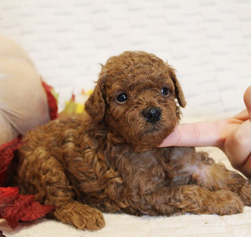 puppy, for, sale, Toy Poodle, Melvin  Fisher, dog, breeder, Coatesville, PA, dog-breeder, puppy-for-sale, forsale, nearby, find, puppyfind, locator, puppylocator, aca