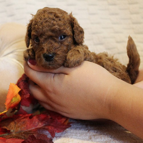 puppy, for, sale, Toy Poodle, Melvin  Fisher, dog, breeder, Coatesville, PA, dog-breeder, puppy-for-sale, forsale, nearby, find, puppyfind, locator, puppylocator, aca