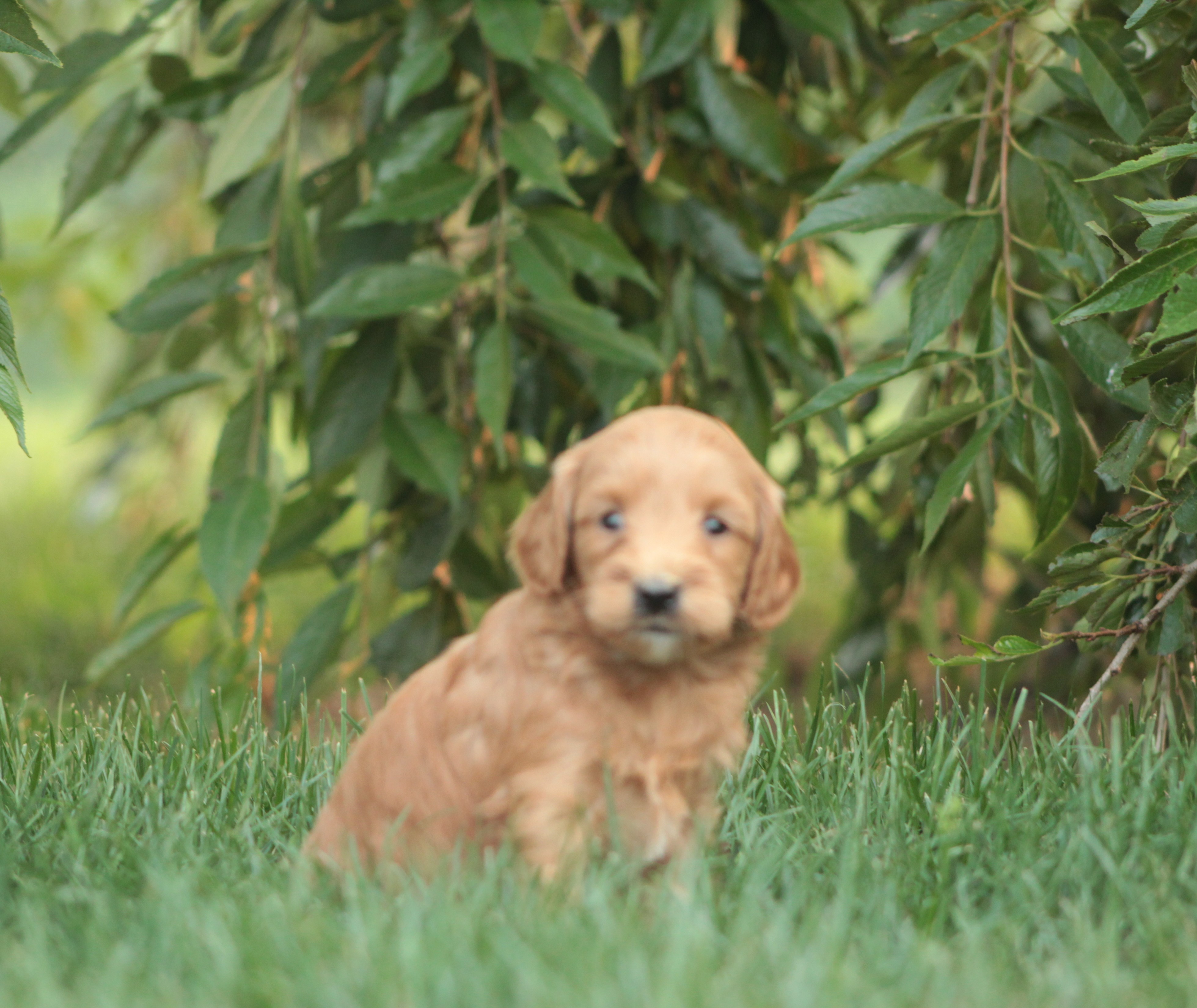puppy, for, sale, Goldendoodle, Jeffrey H.  Newswanger, dog, breeder, Newmanstown, PA, dog-breeder, puppy-for-sale, forsale, nearby, find, puppyfind, locator, puppylocator, aca