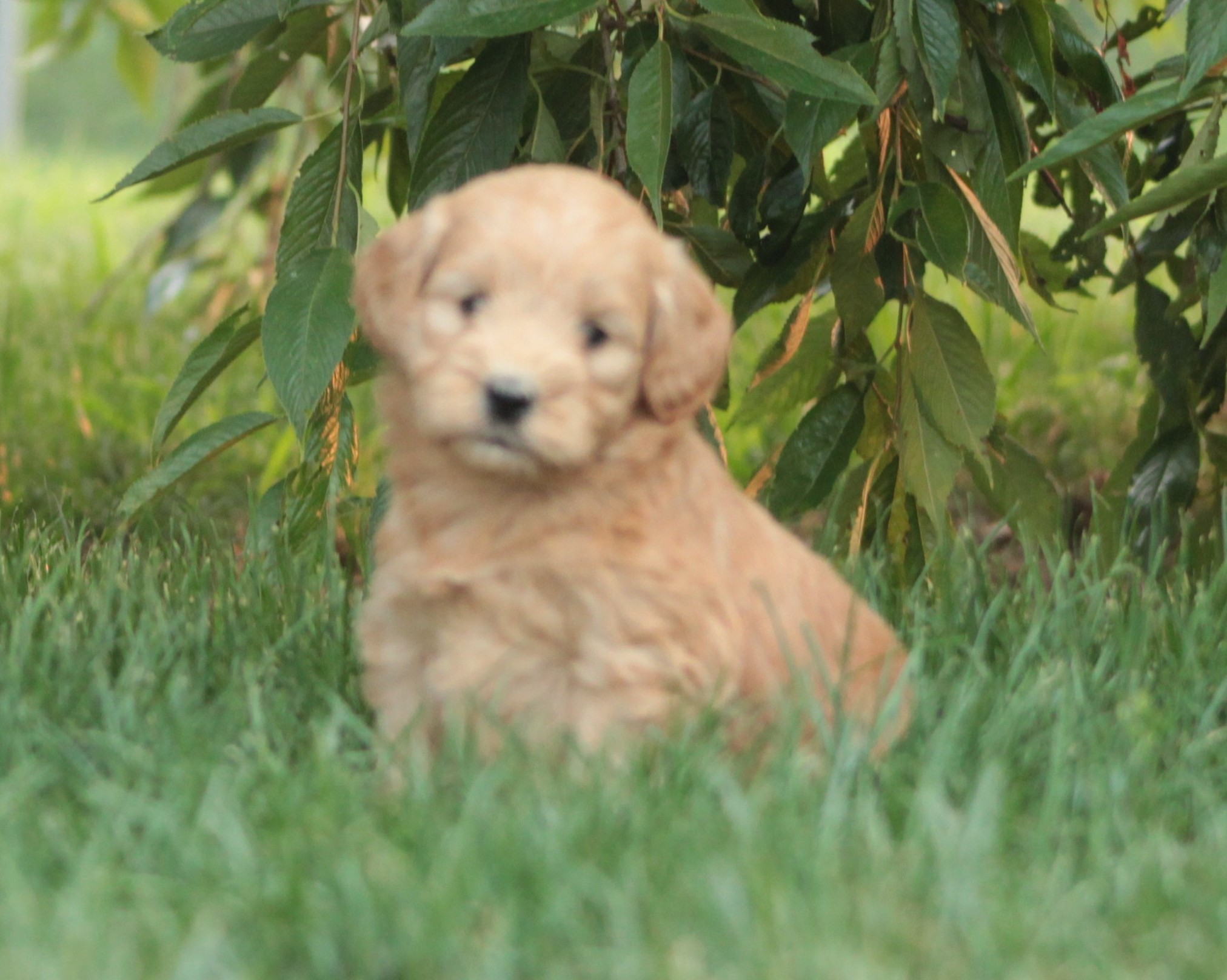 puppy, for, sale, Goldendoodle, Jeffrey H.  Newswanger, dog, breeder, Newmanstown, PA, dog-breeder, puppy-for-sale, forsale, nearby, find, puppyfind, locator, puppylocator, aca