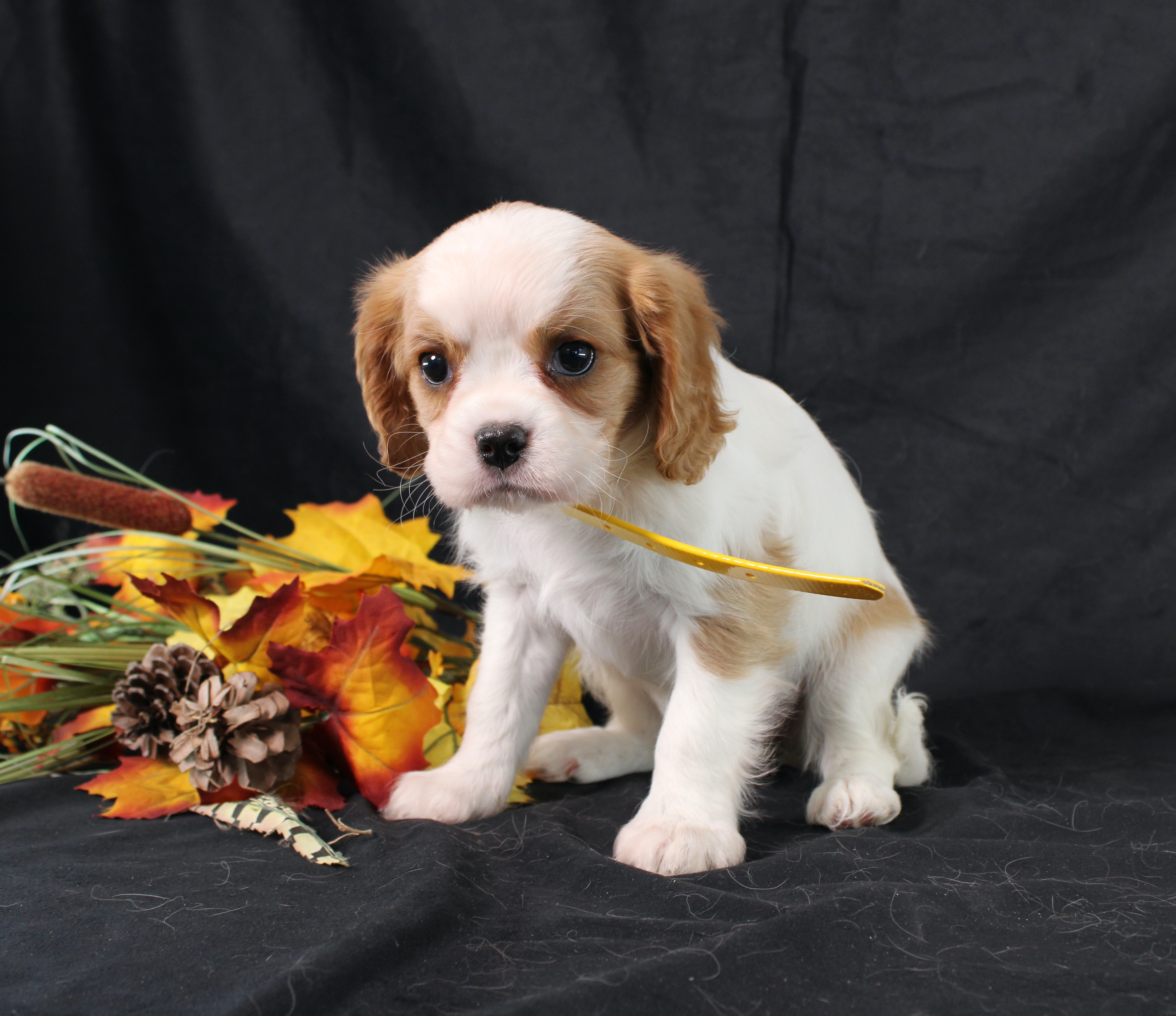 puppy, for, sale, Cavalier King Charles Spaniel, Ivan J. Stoltzfus, dog, breeder, Dornsife, PA, dog-breeder, puppy-for-sale, forsale, nearby, find, puppyfind, locator, puppylocator, aca
