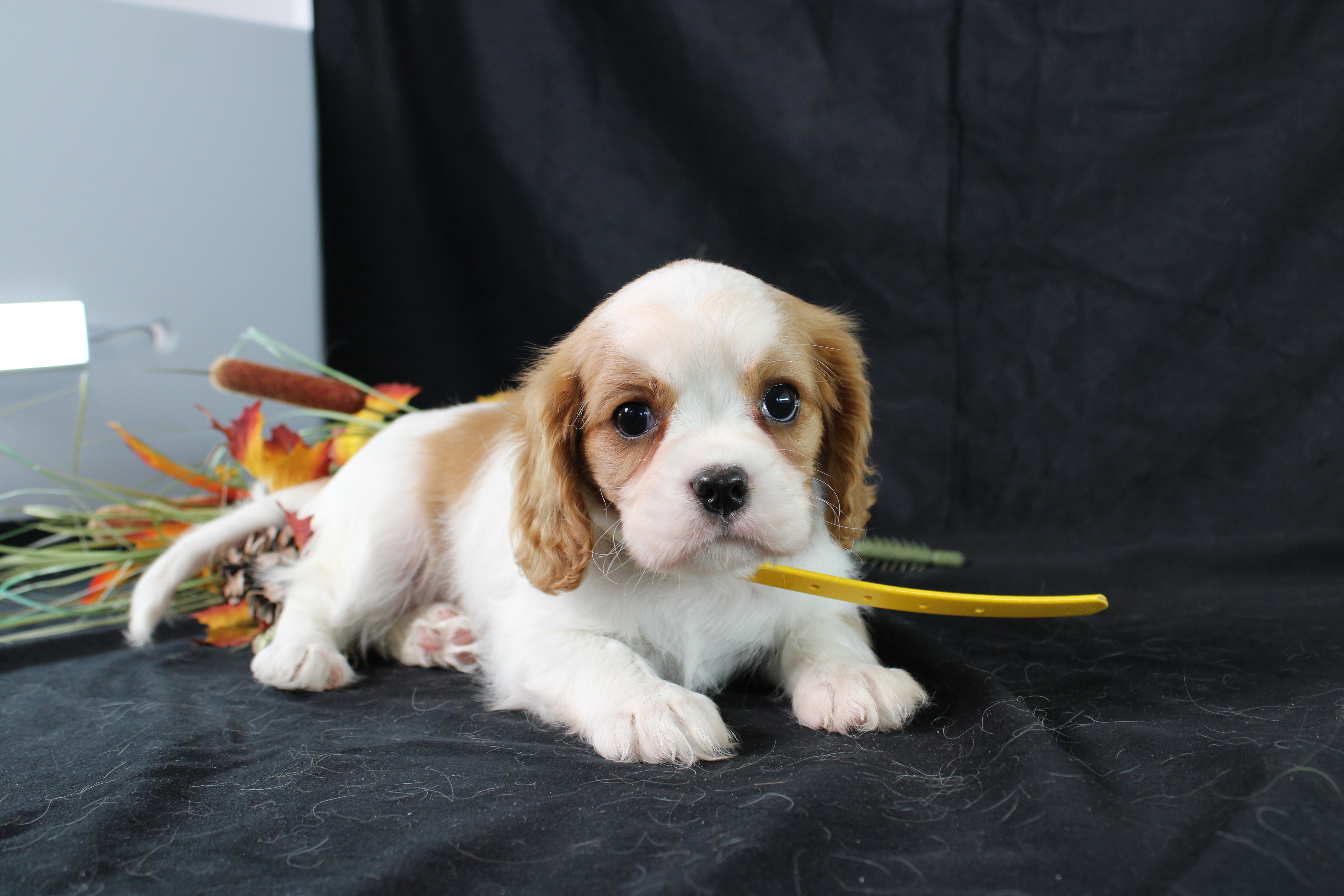 puppy, for, sale, Cavalier King Charles Spaniel, Ivan J. Stoltzfus, dog, breeder, Dornsife, PA, dog-breeder, puppy-for-sale, forsale, nearby, find, puppyfind, locator, puppylocator, aca