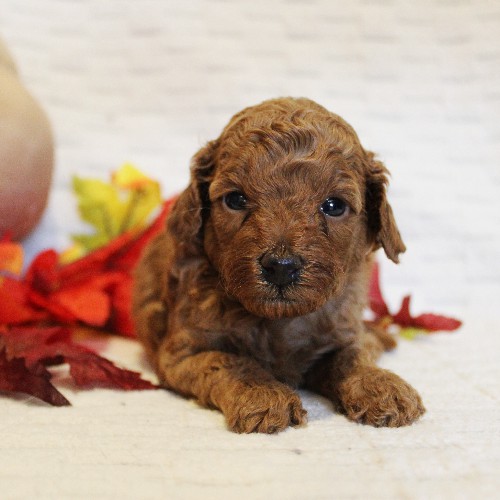 puppy, for, sale, Toy Poodle, Melvin  Fisher, dog, breeder, Coatesville, PA, dog-breeder, puppy-for-sale, forsale, nearby, find, puppyfind, locator, puppylocator, aca
