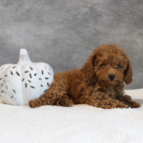 puppy, for, sale, Toy Poodle, Melvin  Fisher, dog, breeder, Coatesville, PA, dog-breeder, puppy-for-sale, forsale, nearby, find, puppyfind, locator, puppylocator, aca