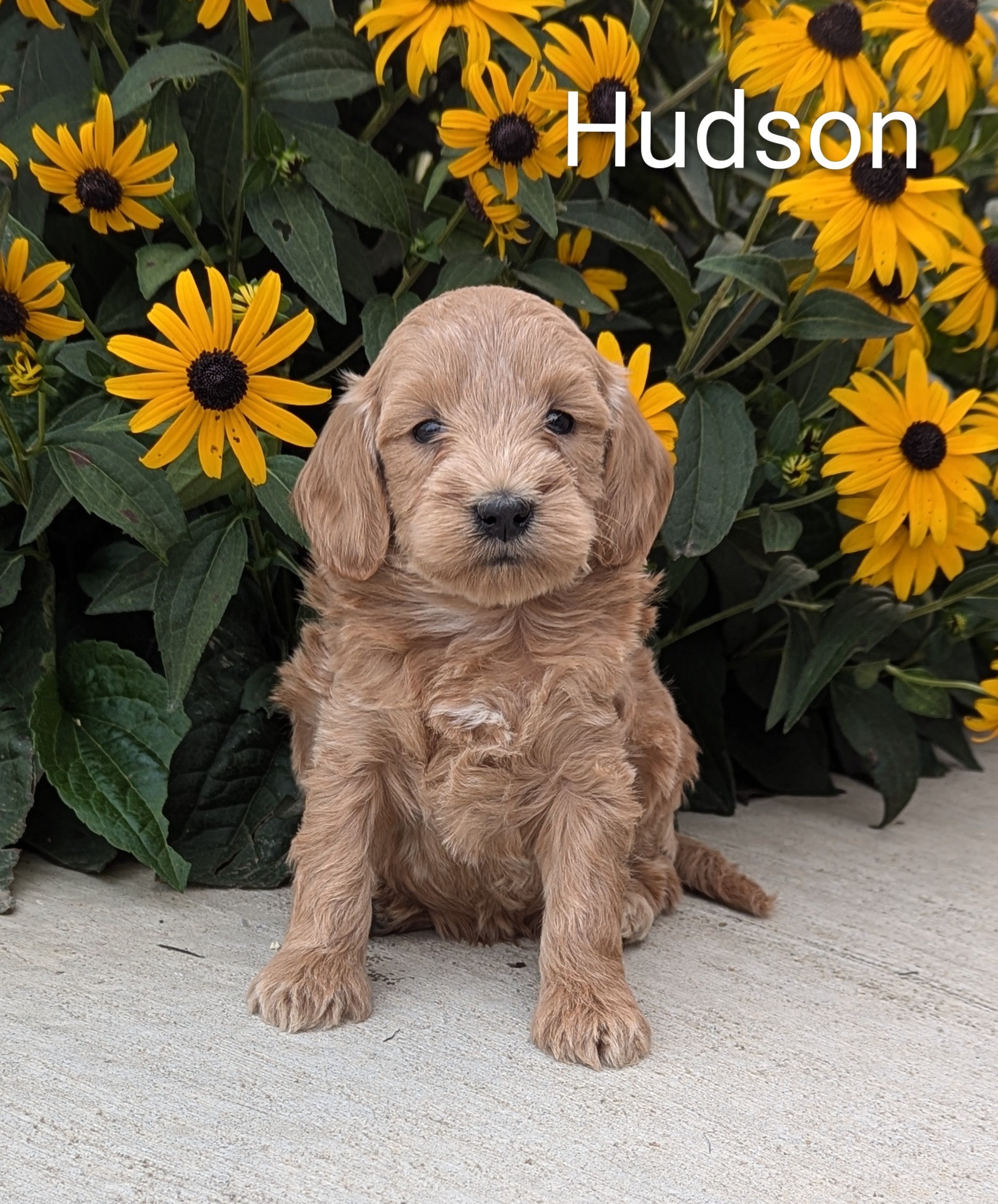 puppy, for, sale, Goldendoodle, Jeffrey H.  Newswanger, dog, breeder, Newmanstown, PA, dog-breeder, puppy-for-sale, forsale, nearby, find, puppyfind, locator, puppylocator, aca