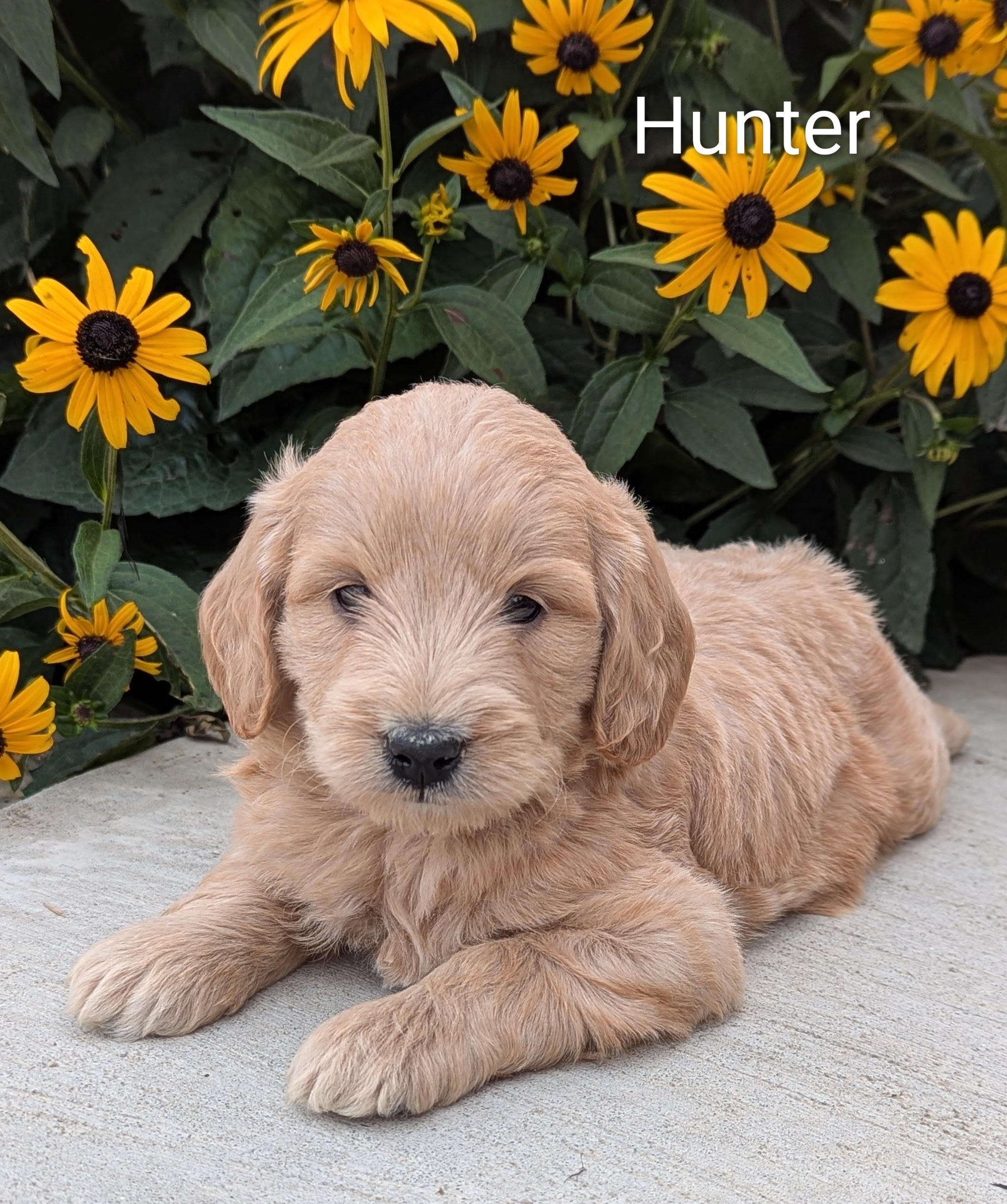 puppy, for, sale, Goldendoodle, Jeffrey H.  Newswanger, dog, breeder, Newmanstown, PA, dog-breeder, puppy-for-sale, forsale, nearby, find, puppyfind, locator, puppylocator, aca