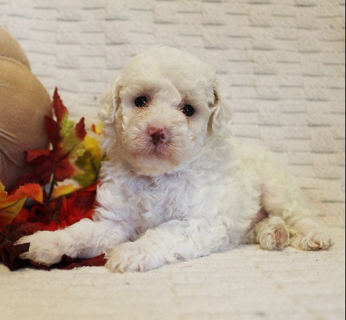 puppy, for, sale, Toy Poodle, Melvin  Fisher, dog, breeder, Coatesville, PA, dog-breeder, puppy-for-sale, forsale, nearby, find, puppyfind, locator, puppylocator, aca