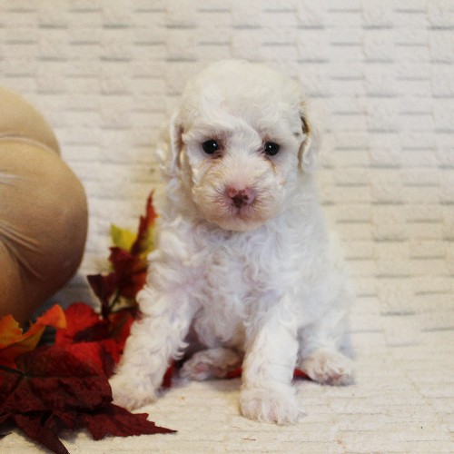 puppy, for, sale, Toy Poodle, Melvin  Fisher, dog, breeder, Coatesville, PA, dog-breeder, puppy-for-sale, forsale, nearby, find, puppyfind, locator, puppylocator, aca