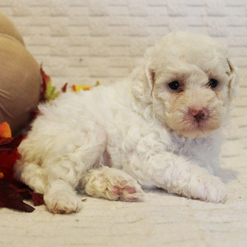puppy, for, sale, Toy Poodle, Melvin  Fisher, dog, breeder, Coatesville, PA, dog-breeder, puppy-for-sale, forsale, nearby, find, puppyfind, locator, puppylocator, aca