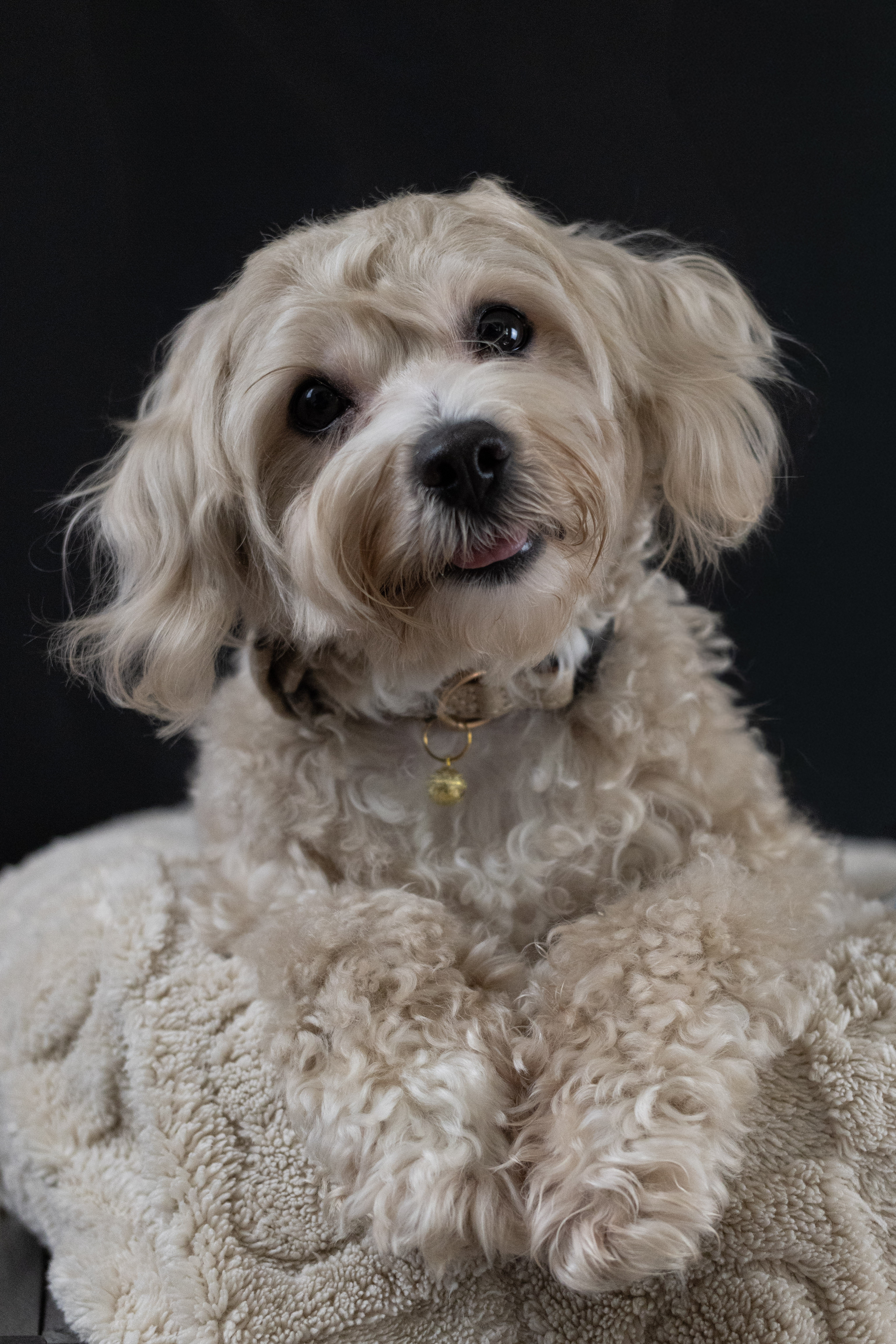 puppy, for, sale, Malti-Poos, Angel  Victor, dog, breeder, Brooklyn, NY, dog-breeder, puppy-for-sale, forsale, nearby, find, puppyfind, locator, puppylocator, aca