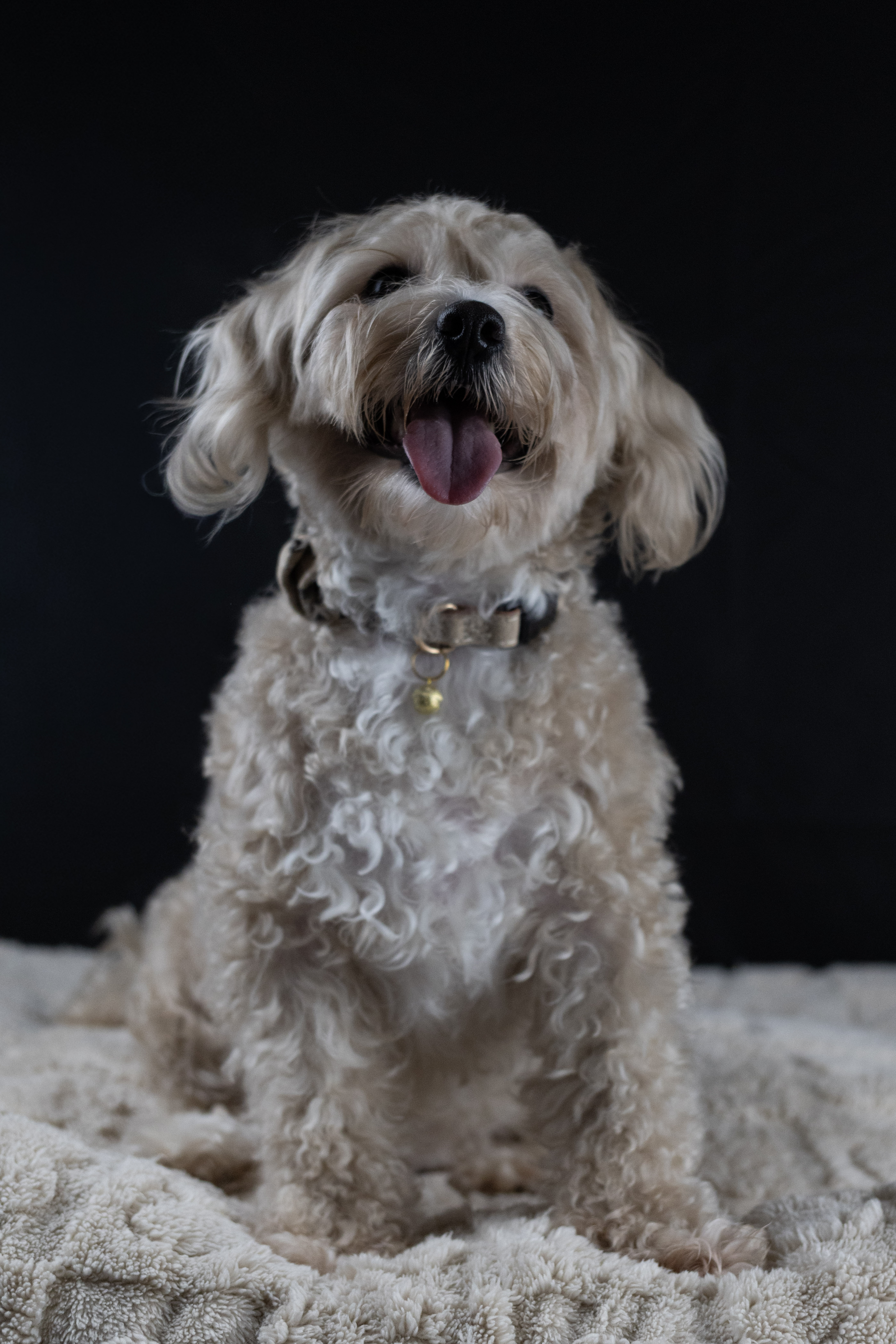 puppy, for, sale, Malti-Poos, Angel  Victor, dog, breeder, Brooklyn, NY, dog-breeder, puppy-for-sale, forsale, nearby, find, puppyfind, locator, puppylocator, aca