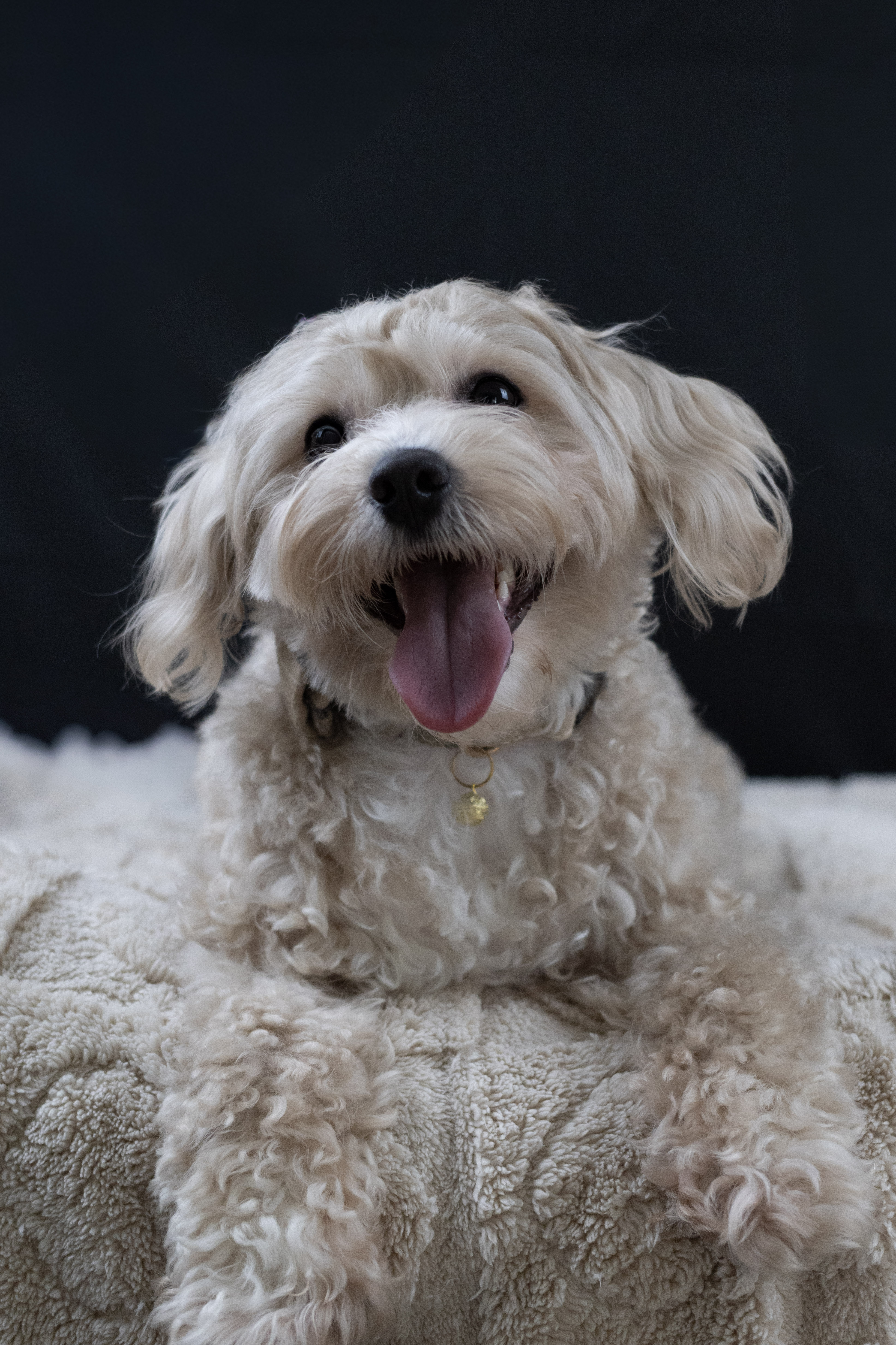 puppy, for, sale, Malti-Poos, Angel  Victor, dog, breeder, Brooklyn, NY, dog-breeder, puppy-for-sale, forsale, nearby, find, puppyfind, locator, puppylocator, aca