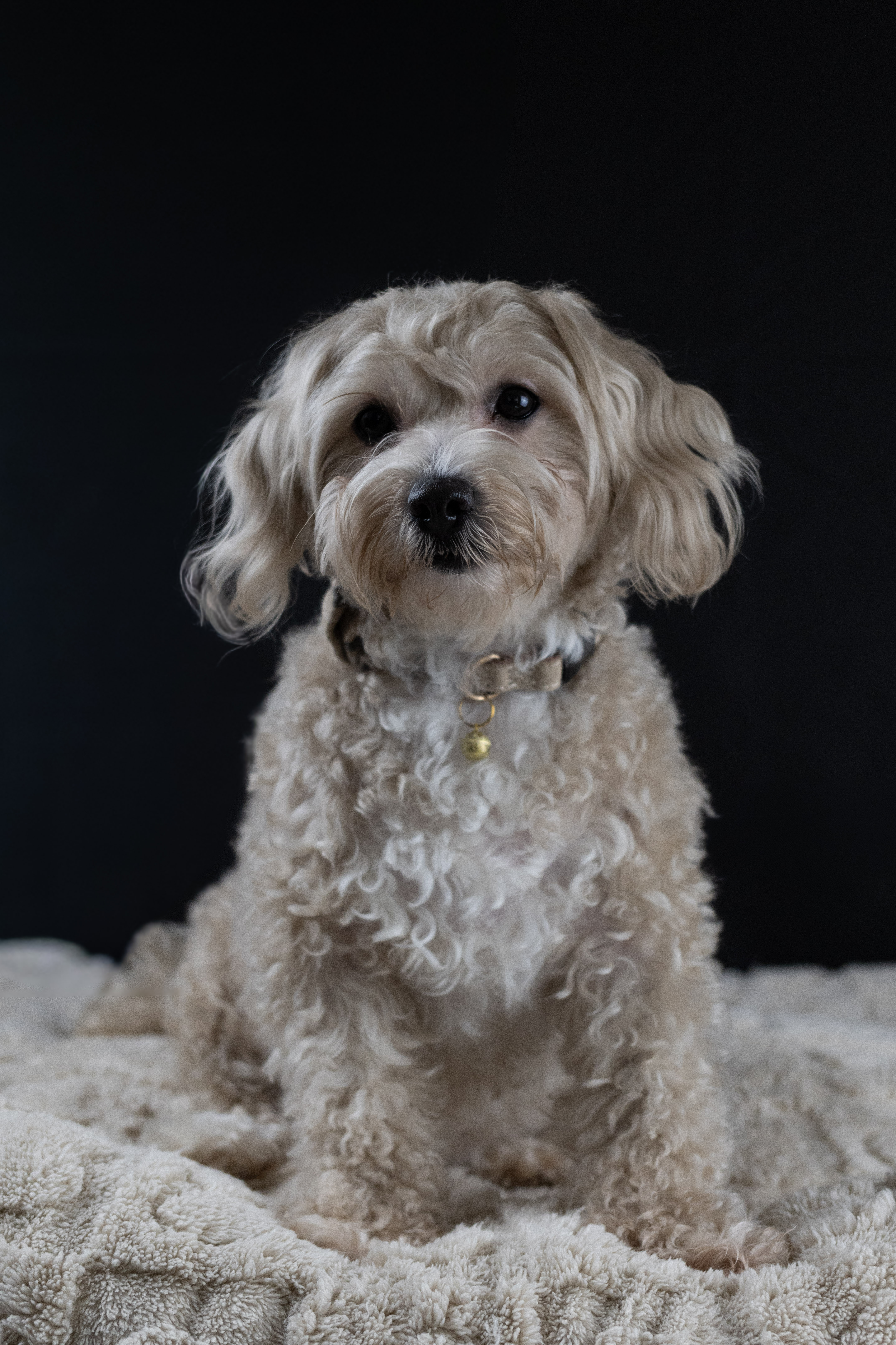 puppy, for, sale, Malti-Poos, Angel  Victor, dog, breeder, Brooklyn, NY, dog-breeder, puppy-for-sale, forsale, nearby, find, puppyfind, locator, puppylocator, aca