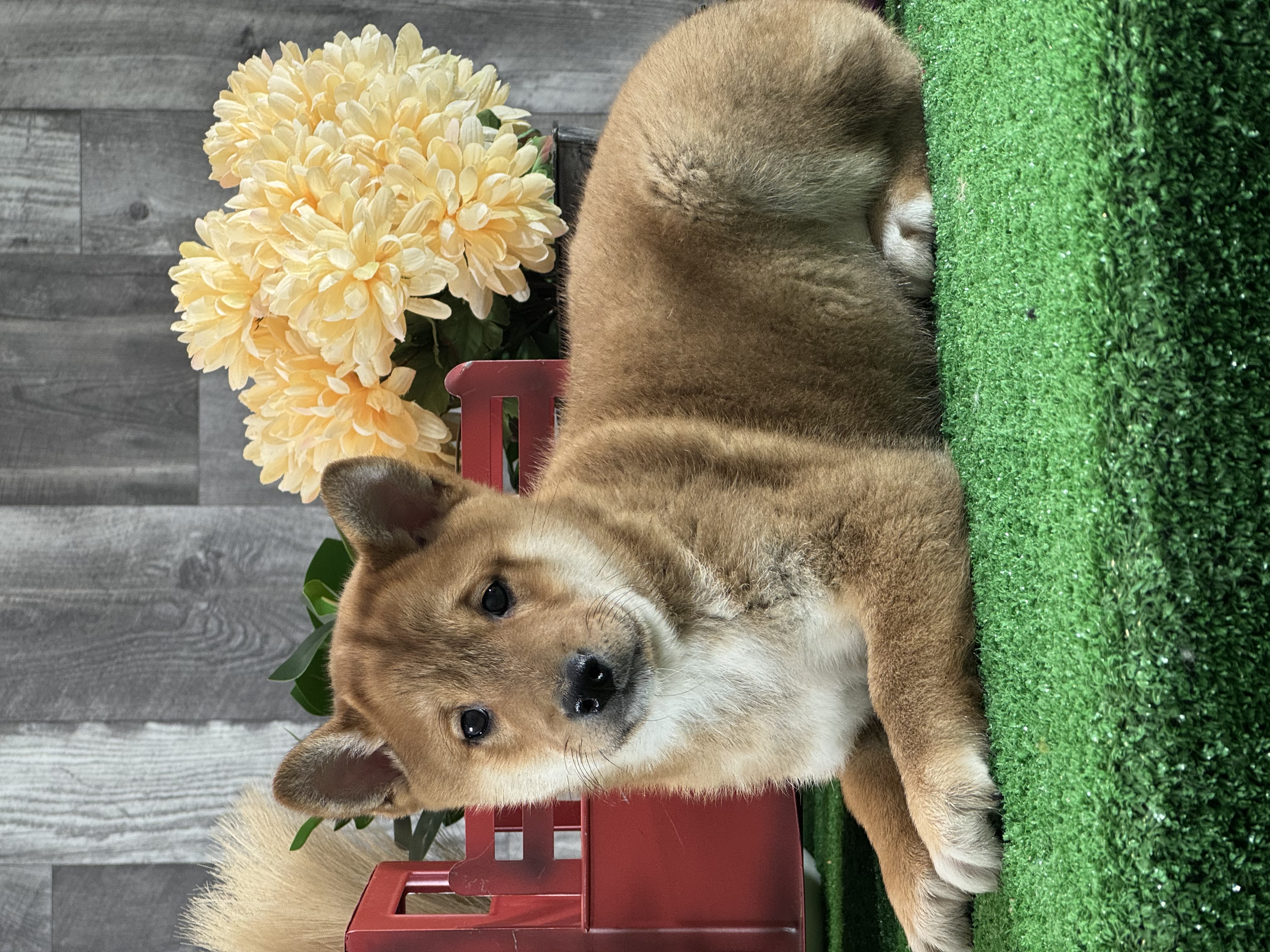 puppy, for, sale, Shiba Inu, Curtis  Martin, dog, breeder, Seneca Falls, NY, dog-breeder, puppy-for-sale, forsale, nearby, find, puppyfind, locator, puppylocator, aca