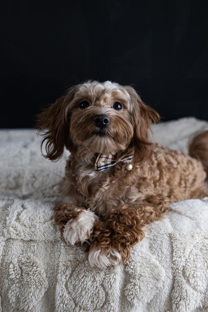 puppy, for, sale, Malti-Poos, Angel  Victor, dog, breeder, Brooklyn, NY, dog-breeder, puppy-for-sale, forsale, nearby, find, puppyfind, locator, puppylocator, aca