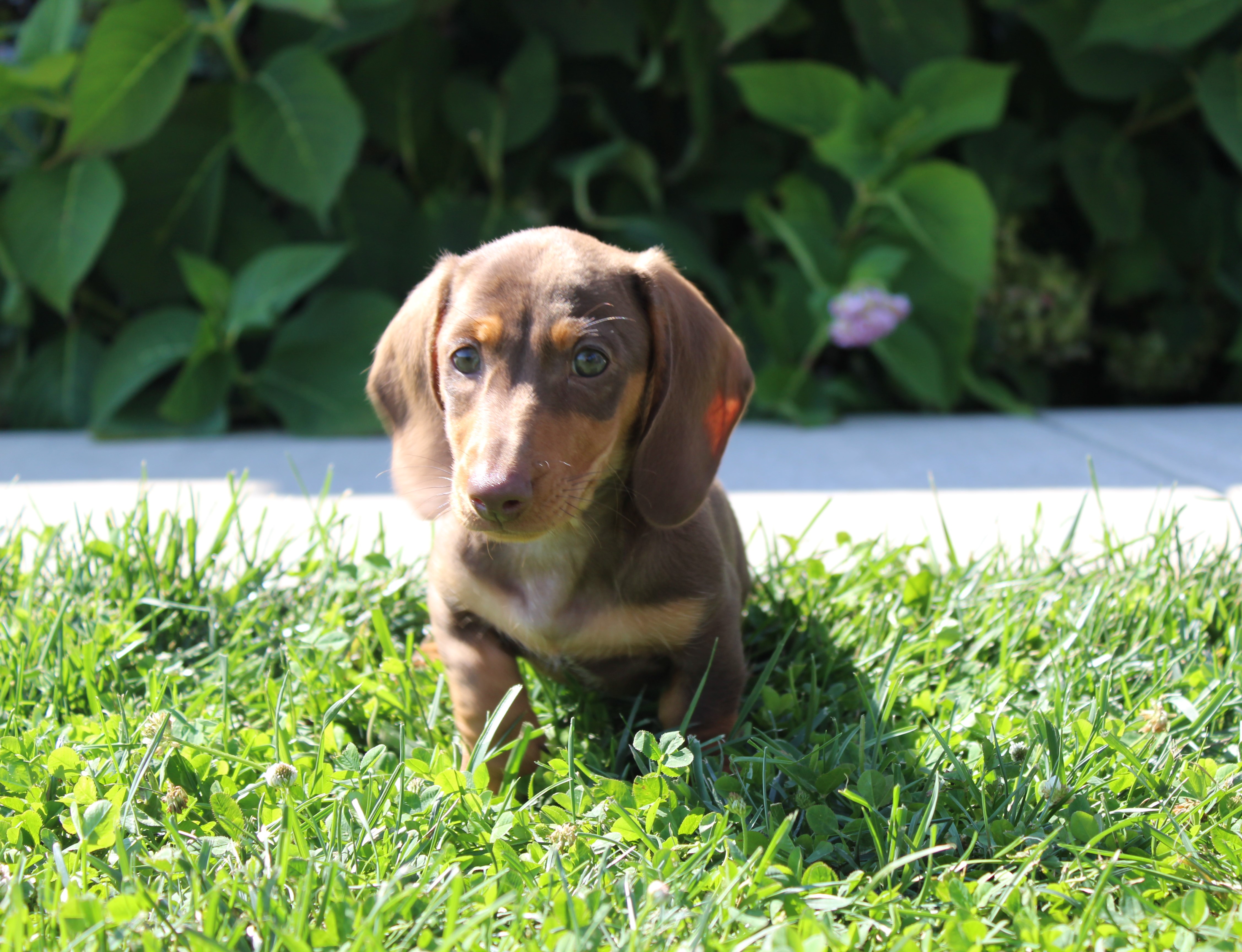 puppy, for, sale, Dachshund,   Little Stream Estates LLC, dog, breeder, Lititz, PA, dog-breeder, puppy-for-sale, forsale, nearby, find, puppyfind, locator, puppylocator, aca