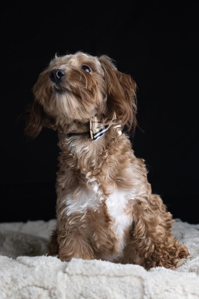 puppy, for, sale, Malti-Poos, Angel  Victor, dog, breeder, Brooklyn, NY, dog-breeder, puppy-for-sale, forsale, nearby, find, puppyfind, locator, puppylocator, aca