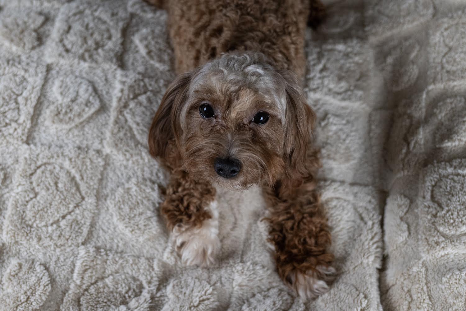 puppy, for, sale, Malti-Poos, Angel  Victor, dog, breeder, Brooklyn, NY, dog-breeder, puppy-for-sale, forsale, nearby, find, puppyfind, locator, puppylocator, aca