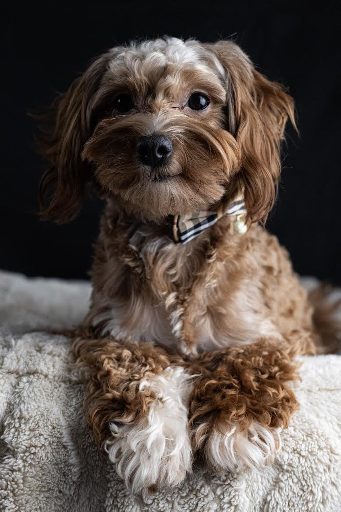 puppy, for, sale, Malti-Poos, Angel  Victor, dog, breeder, Brooklyn, NY, dog-breeder, puppy-for-sale, forsale, nearby, find, puppyfind, locator, puppylocator, aca