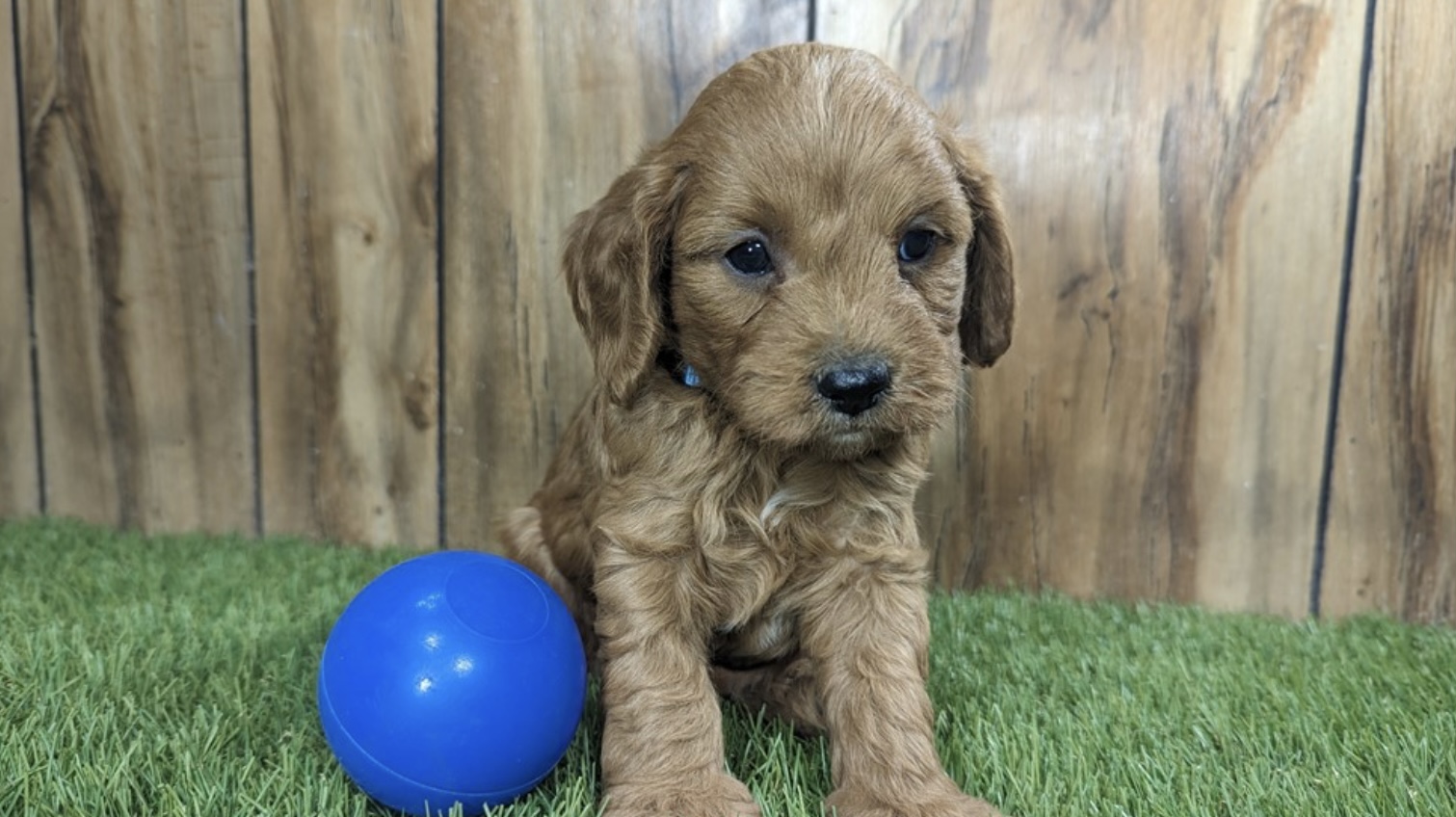 puppy, for, sale, Cav A Poo, Nationwide Puppies  , dog, breeder, New York, NY, dog-breeder, puppy-for-sale, forsale, nearby, find, puppyfind, locator, puppylocator, aca