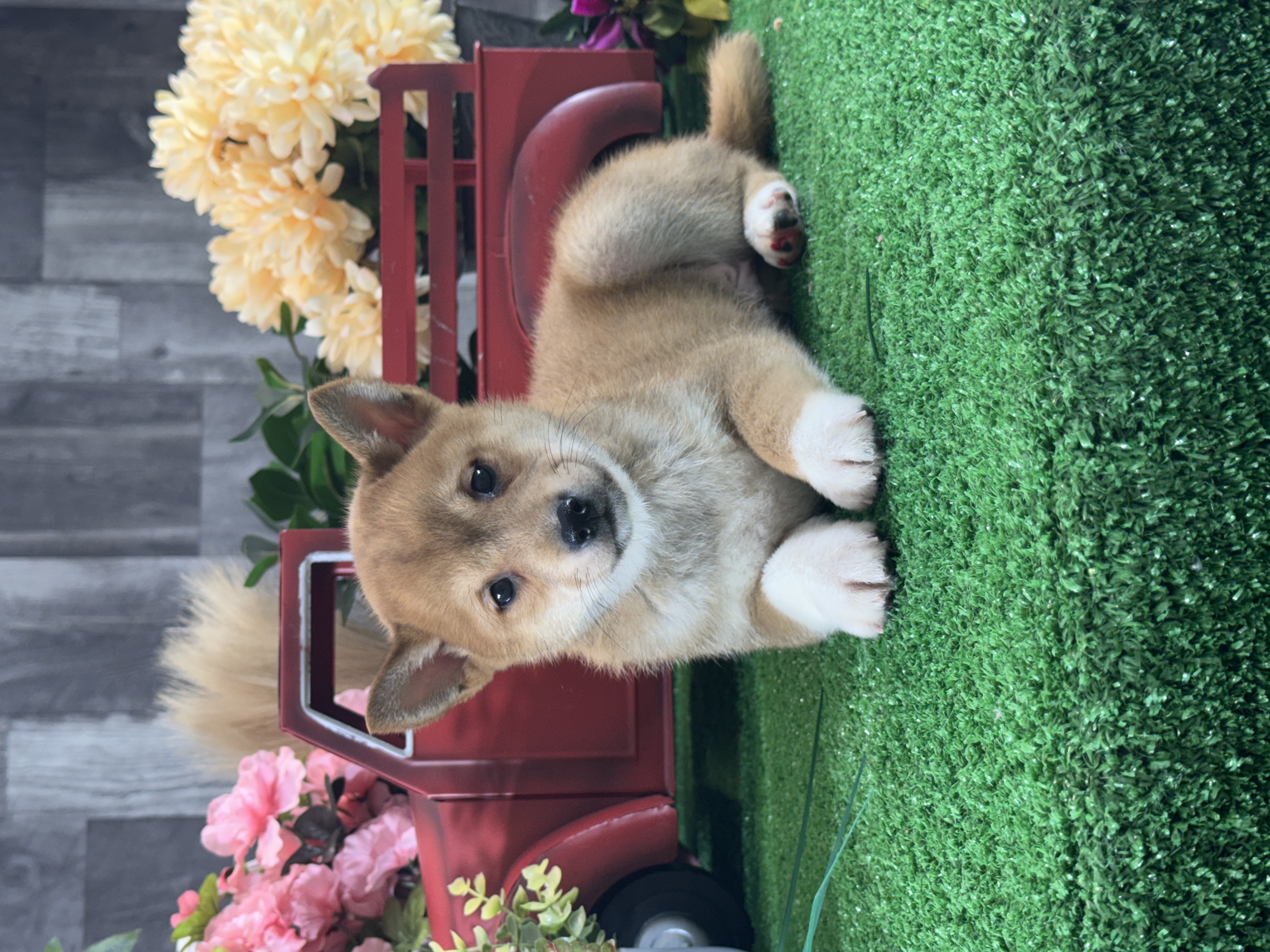 puppy, for, sale, Shiba Inu, Curtis  Martin, dog, breeder, Seneca Falls, NY, dog-breeder, puppy-for-sale, forsale, nearby, find, puppyfind, locator, puppylocator, aca