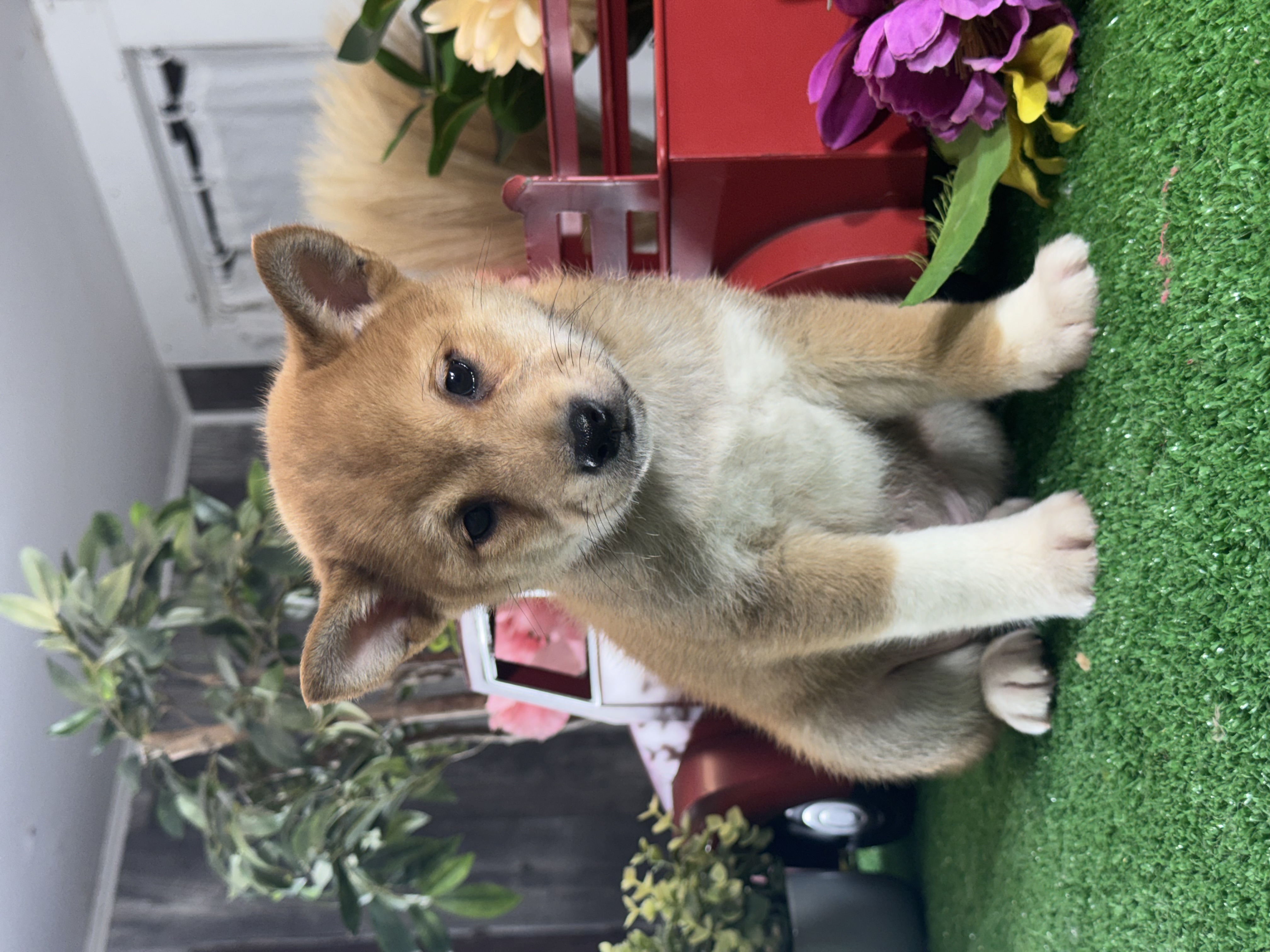 puppy, for, sale, Shiba Inu, Curtis  Martin, dog, breeder, Seneca Falls, NY, dog-breeder, puppy-for-sale, forsale, nearby, find, puppyfind, locator, puppylocator, aca