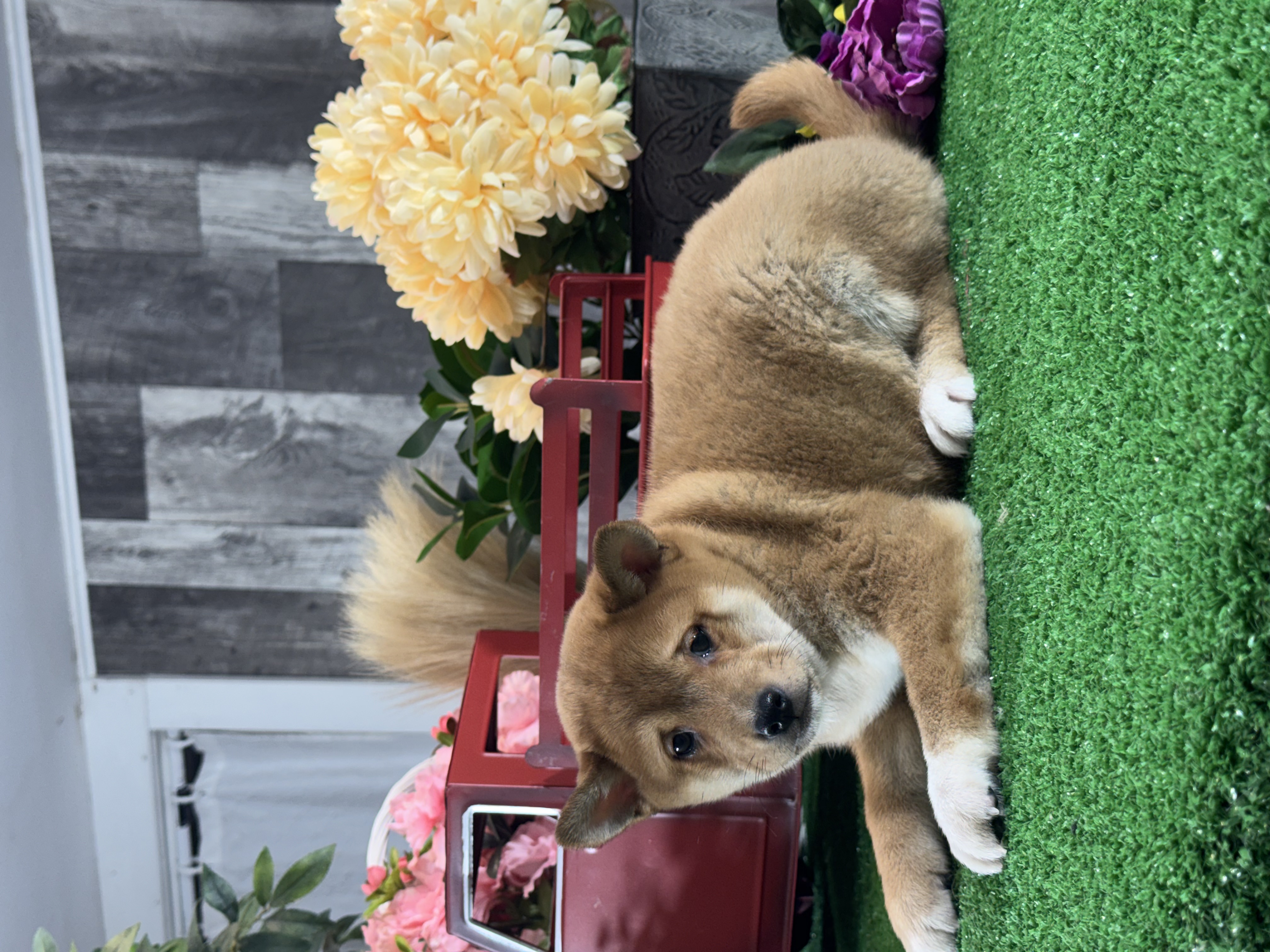 puppy, for, sale, Shiba Inu, Curtis  Martin, dog, breeder, Seneca Falls, NY, dog-breeder, puppy-for-sale, forsale, nearby, find, puppyfind, locator, puppylocator, aca