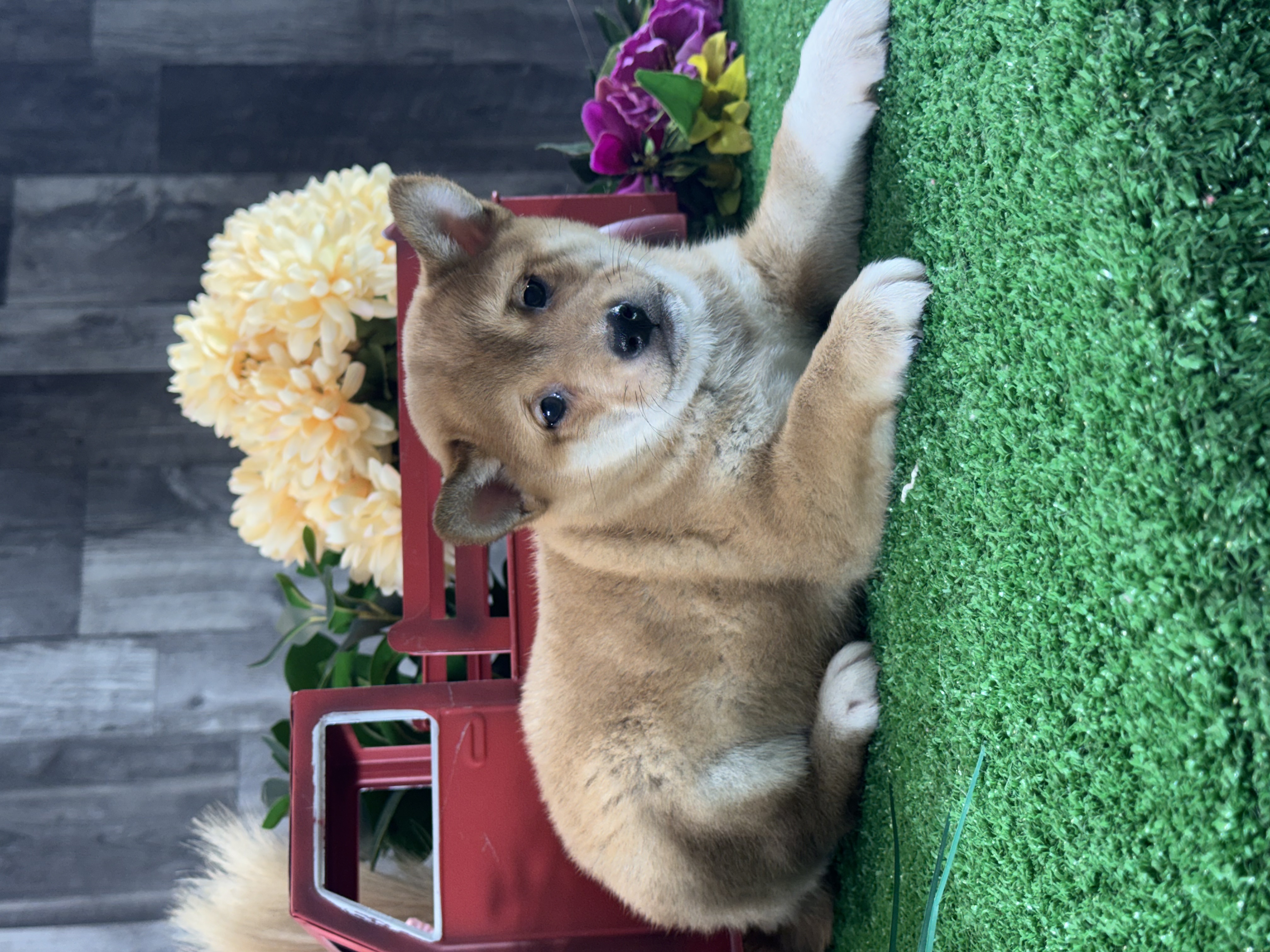 puppy, for, sale, Shiba Inu, Curtis  Martin, dog, breeder, Seneca Falls, NY, dog-breeder, puppy-for-sale, forsale, nearby, find, puppyfind, locator, puppylocator, aca